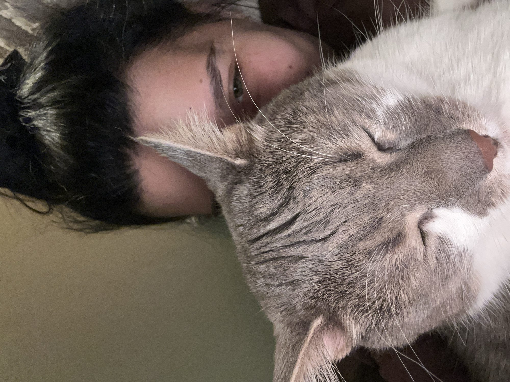 The image is a close-up, low-angle, indoor shot of a person and a cat. The person, with dark hair pulled up in a bun and visible on the right side of the frame, appears to be looking down and slightly to the right. Their face is partially obscured by the cat. The cat, a grey and white tabby, is positioned in the foreground, resting its head against the person's chest or shoulder, with its eyes closed. The cat's fur is detailed with visible whiskers and ear texture. The background is a muted, textured wall or fabric in a neutral tone. There are no visible landmarks or elements that would indicate a specific location within the city of Sofia, Bulgaria.