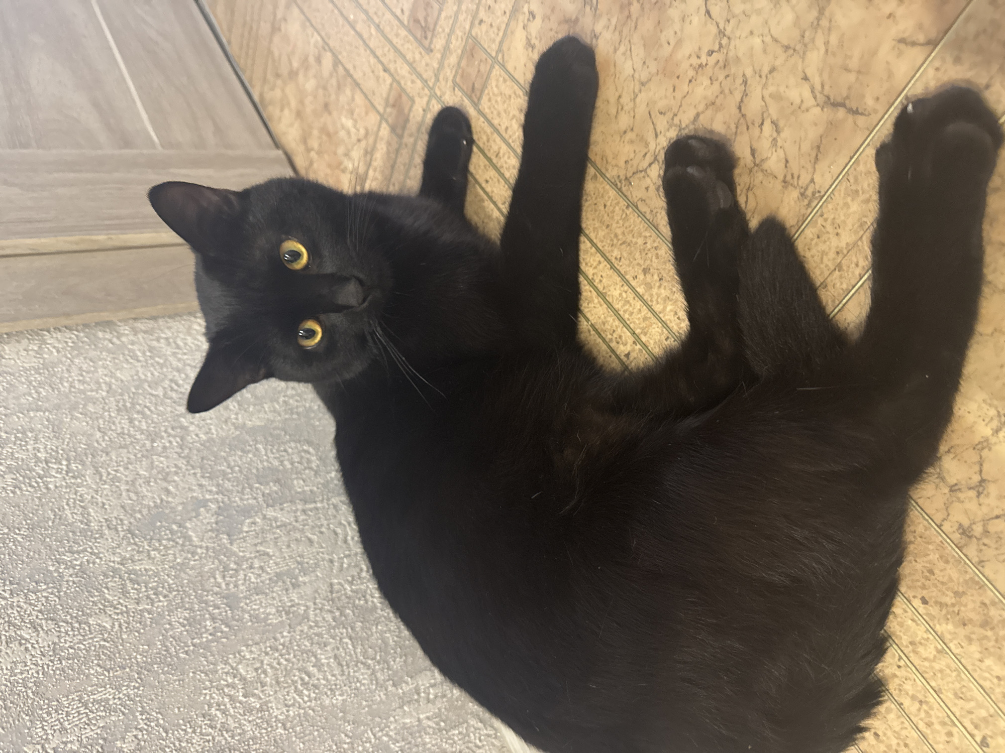 A black cat with yellow eyes is lying on the floor. The floor is made of two types of tiles: light gray textured tiles and brown marbled tiles. The cat is positioned between the two tile types. The location is indicated as Chaikovsky, Russia.