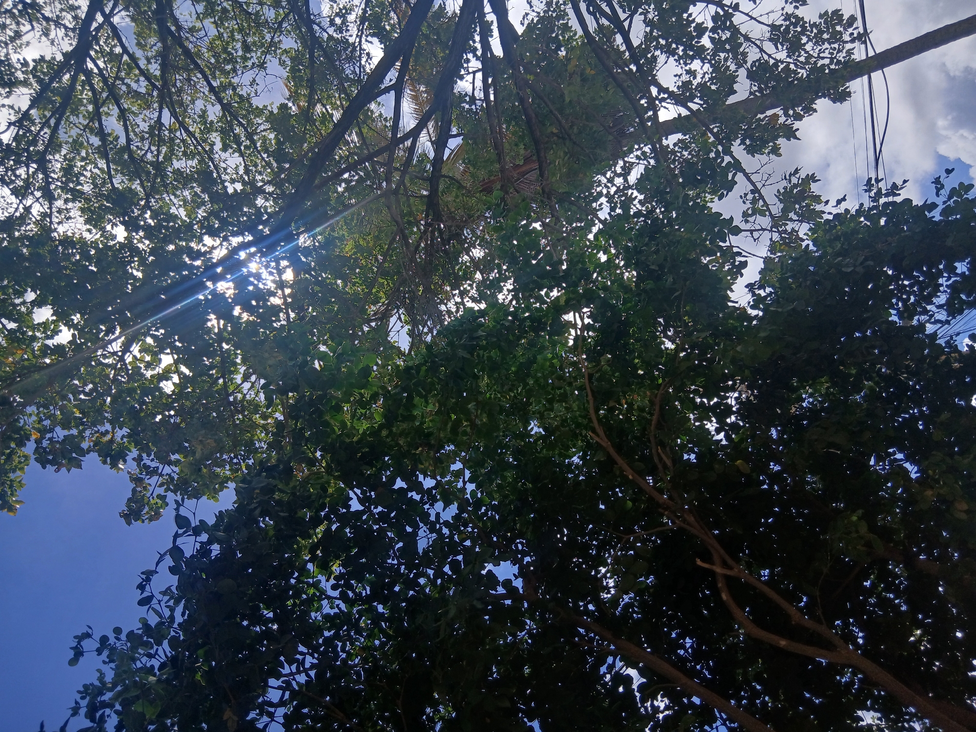 The image depicts a low-angle view looking up through the dense canopy of trees, possibly in Juan Griego, Venezuela. Sunlight is filtering through the leaves, creating bright flares and dappled shadows. A mix of blue sky and scattered clouds is visible through gaps in the foliage. Some branches and what appear to be utility wires are present. There are no people visible in the scene.