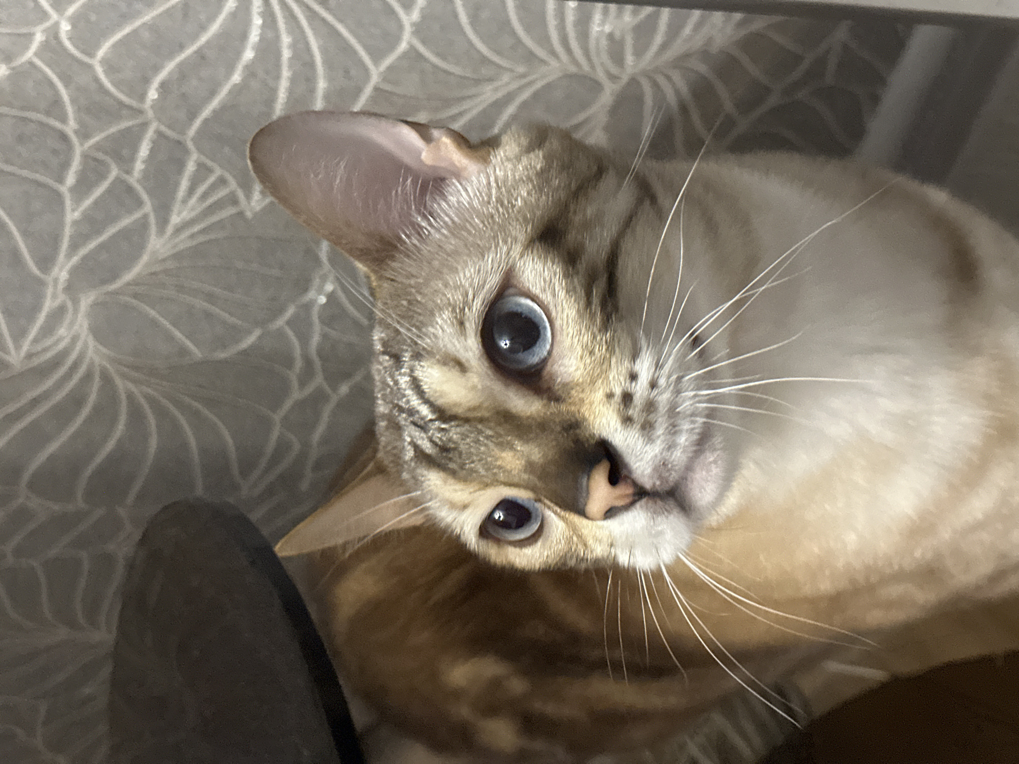 The image shows a close-up of a domestic cat with striking blue eyes and a tabby pattern on its face and body. The cat is looking upwards and to the right, with its whiskers fanned out. The background features a grey wallpaper with a white floral pattern. A dark, circular object, possibly a furniture item, is partially visible in the upper left corner. No specific location in the city of Energetik, Russia, can be determined from the image.