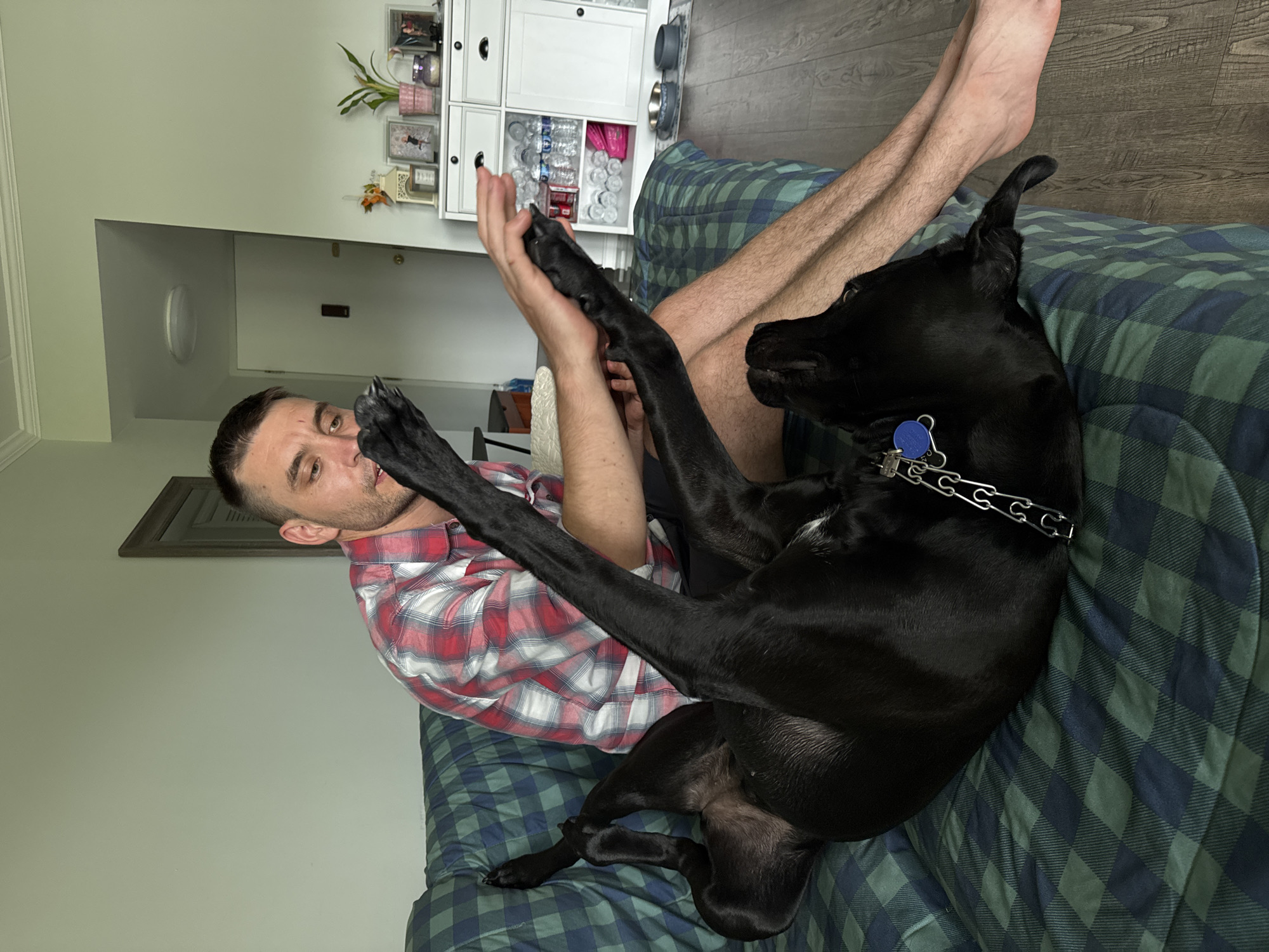 A man in a red and white plaid shirt is sitting on a green and blue plaid couch. Next to him, a black dog is lying on its back, with its legs in the air. The man's right hand is reaching out towards the dog's paw. The room is brightly lit and appears to be a living room. In the background, there is a white cabinet with several shelves and drawers. There are also several framed pictures and a plant on top of the cabinet. The floor is made of wood. The image does not provide enough information to determine the specific location within Wheeling, United States of America.
