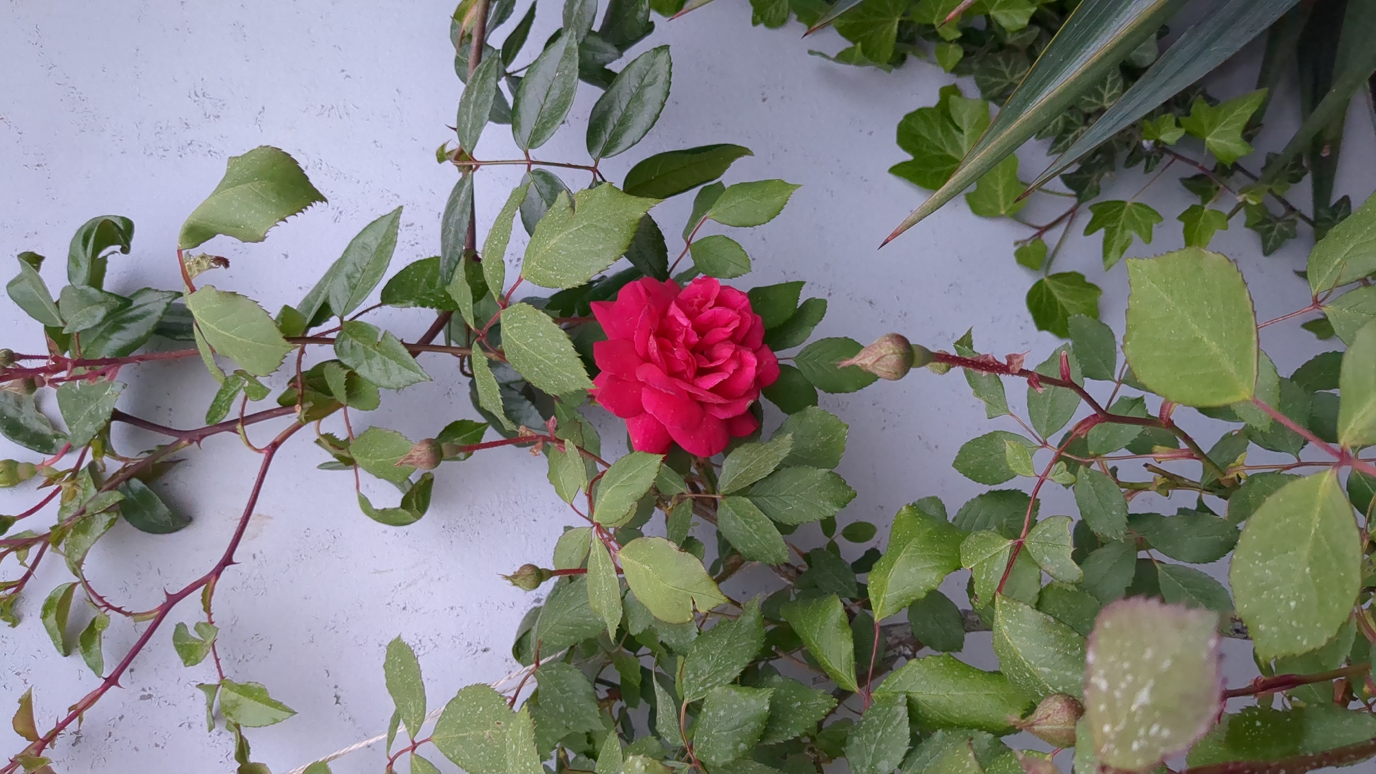 This close-up image showcases a vibrant red rose in full bloom, centrally positioned amidst a tangle of green foliage against a light-colored, textured wall. The rose, with its numerous densely packed petals, is the focal point. Surrounding it are its own vines, featuring green leaves, reddish stems, and sharp thorns. Several small, unopened rosebuds are visible along these stems, indicating ongoing growth.
Interspersed with the rose plant are leaves from other flora. In the upper right section, distinctly lobed ivy leaves can be seen, alongside a long, pointed, dark green leaf, possibly from a Yucca or similar plant, which cuts diagonally across the top corner. Many of the leaves across the image display small, white specks on their surface, which could be water droplets or minor residue.
The background is a light gray or off-white wall, possibly made of concrete or stucco, providing a neutral backdrop that highlights the natural colors of the plants. The lighting is soft and even, suggesting natural daylight, perhaps on an overcast day or in indirect sunlight, without harsh shadows. The scene depicts a serene natural setting, likely part of a garden or outdoor area in Gelendzhik, Russia. There is no discernible text or human activity in the image.