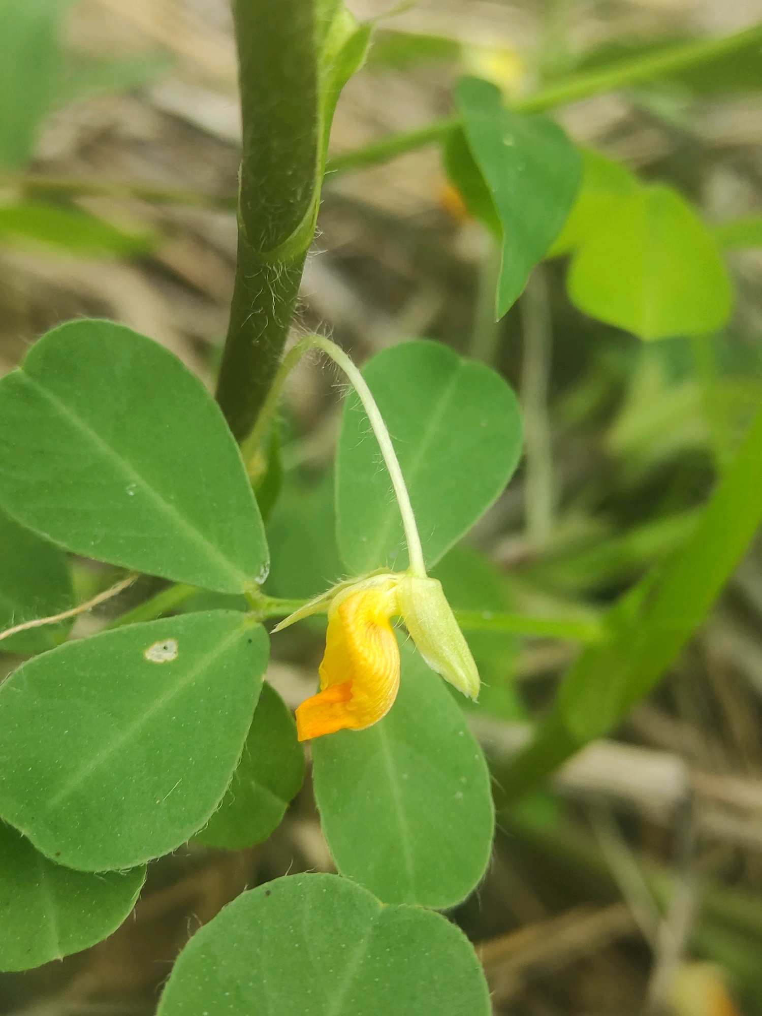 A close-up shot of a small yellow peanut flower with green leaves and a fuzzy stem. The background is blurred, showing dry brown grass and other green foliage. The image was taken in Lhokseumawe, Indonesia.