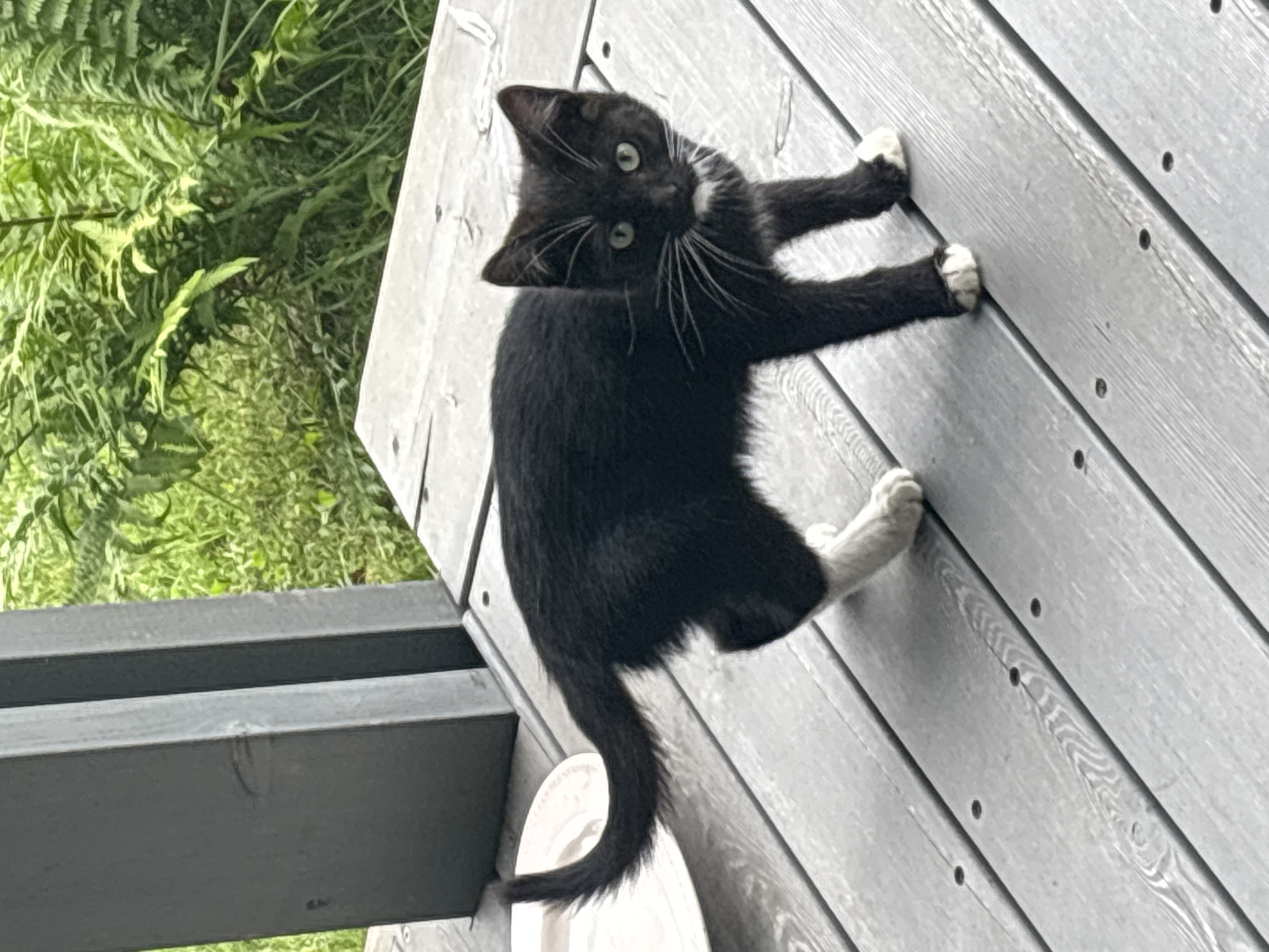 A young black and white cat with bright green eyes stands on a weathered grey wooden deck. The cat is facing the viewer, with its body angled slightly to the left. Its tail curves upwards, and its front paws are white, as are its hind pasterns. A white bib is visible on its chest. In the background, lush green ferns and foliage are visible, suggesting an outdoor environment. To the left of the cat, a white plate rests on the deck. The scene is likely captured in a residential outdoor space in Zvenigorod, Russia, given the context.