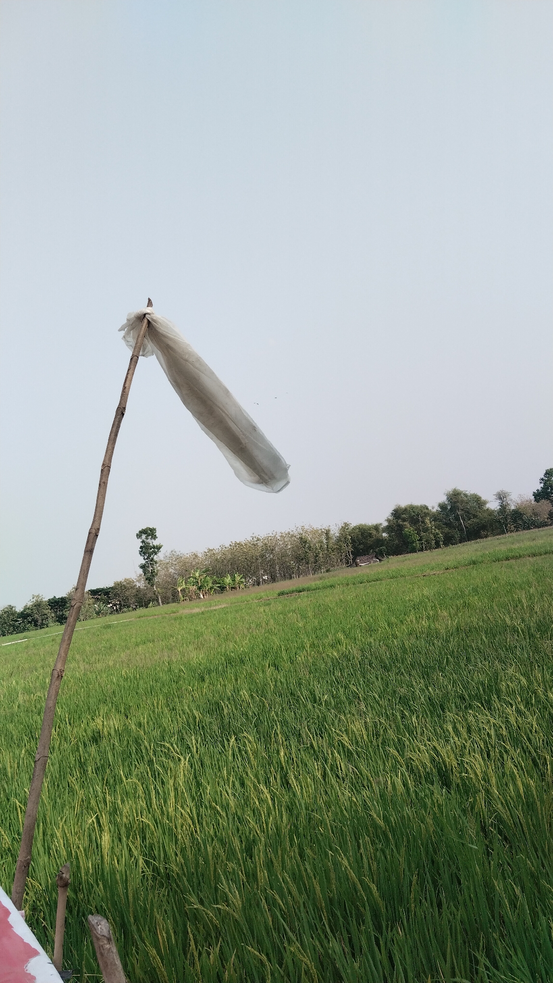 A wide shot captures a rural landscape in Ngawi, Indonesia, dominated by a lush green rice field. In the foreground, a rough wooden pole stands vertically, angled slightly to the right. A white, translucent plastic bag is tied to the top of the pole, billowing outwards in the wind, resembling a makeshift flag or windsock. The sky above is a pale, uniform blue, with no clouds visible. A line of trees and foliage forms a backdrop to the field, with a small, rustic structure barely discernible amongst the greenery in the distance. The overall impression is one of a tranquil, agricultural setting.