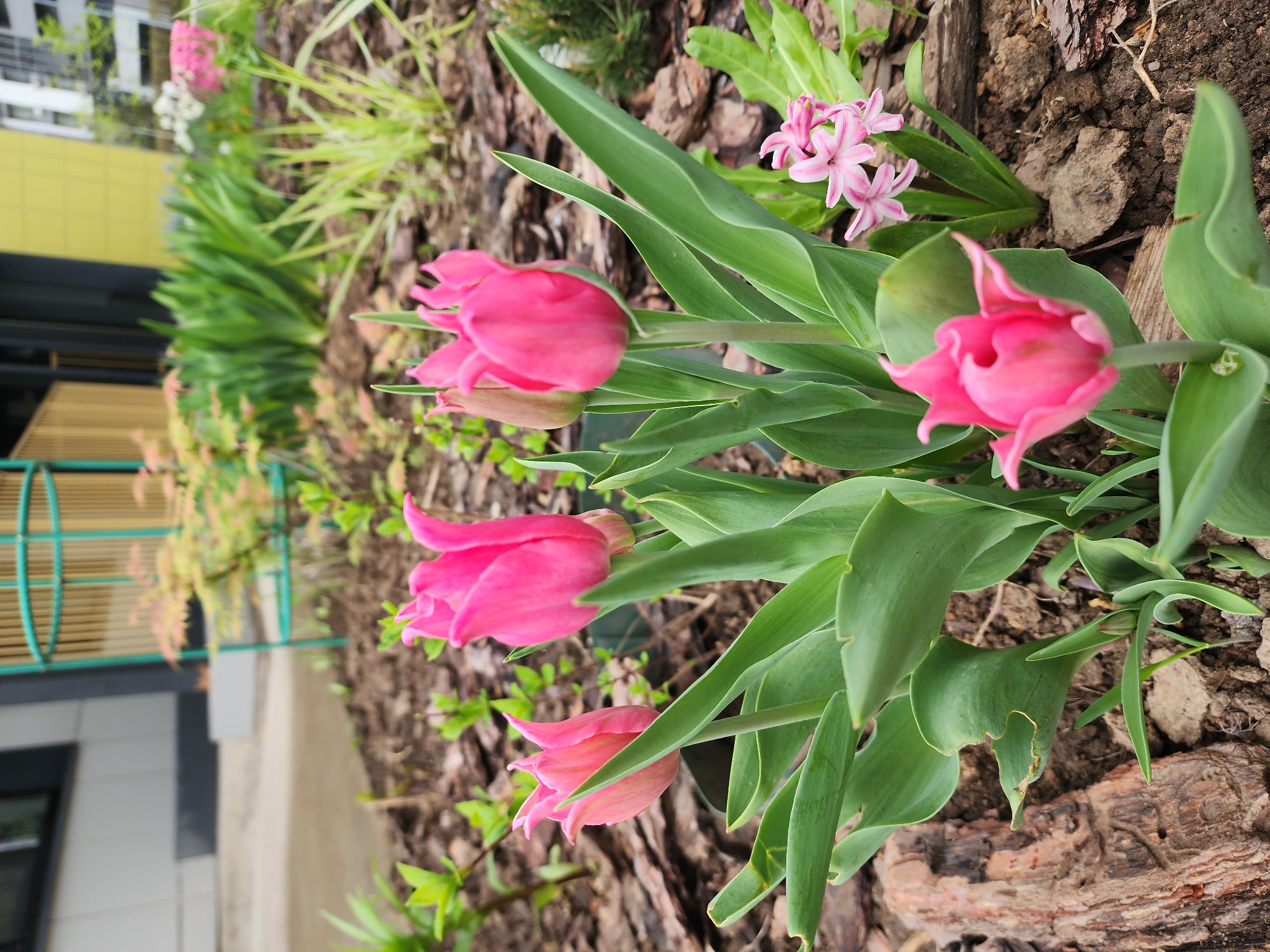 The image shows a flower bed in Kazan, Russia, featuring pink tulips and hyacinths. The flowers are planted in soil covered with bark mulch. In the background, there is a building with yellow and gray panels. A green metal fence runs along the side of the flower bed. The image is taken at ground level with a focus on the flowers.