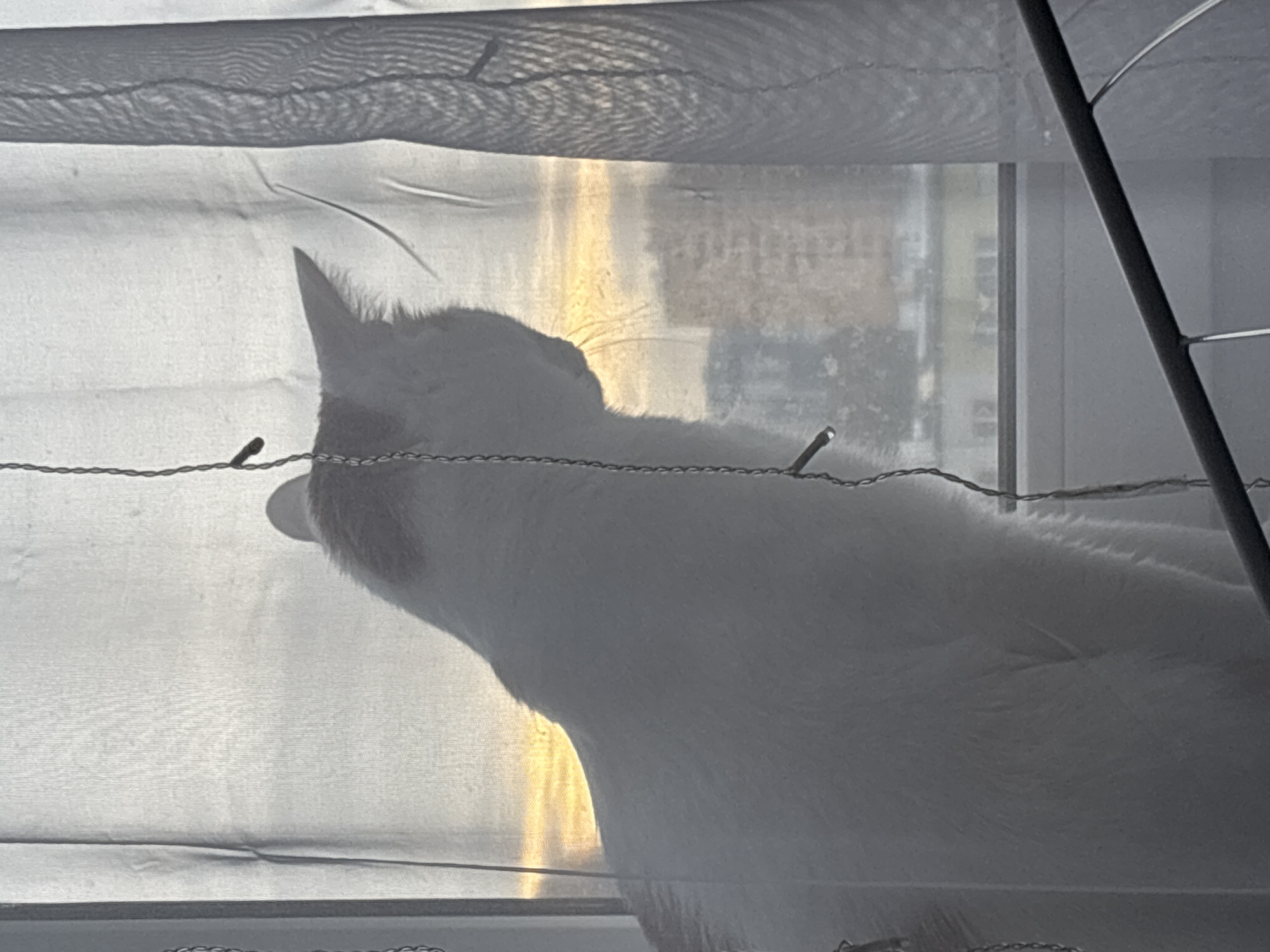A light-colored cat is captured in profile, silhouetted against a bright, diffused background. The cat is positioned behind or pressed against a translucent white fabric, likely a curtain or blind, looking upwards and outwards through a window. Its head and part of its back are visible, with one ear distinctly pointed. Strong backlighting, indicative of either sunrise or sunset, casts a warm, golden hue that filters through the fabric and illuminates some of the cat's fur and whiskers.
A string of fairy lights runs horizontally across the image in the mid-ground, with several small lights visible, one of which is clearly glowing. Beyond the translucent fabric and lights, blurred shapes of what appear to be urban buildings or structures are dimly visible through the window, suggesting an outdoor scene. A dark, thin vertical element, possibly part of a window frame or structural support, is visible on the right side. The overall scene conveys a quiet and contemplative moment for the cat in an indoor setting, possibly in Saint Petersburg, Russia, with the soft, filtered light creating a serene atmosphere. There is no visible text.