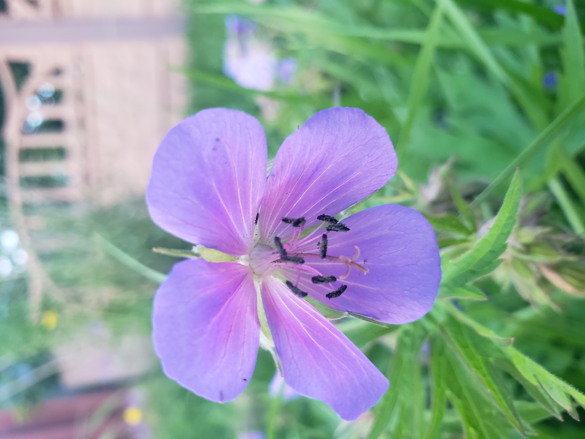 The image shows a close-up of a single, five-petaled purple flower with delicate veins. The flower's center contains black stamens. The background is softly blurred, revealing green foliage and hints of a light-colored fence or structure, possibly in a garden setting. The overall lighting suggests an outdoor, daytime scene. The image is a photograph taken in Nizhny Novgorod, Russia.