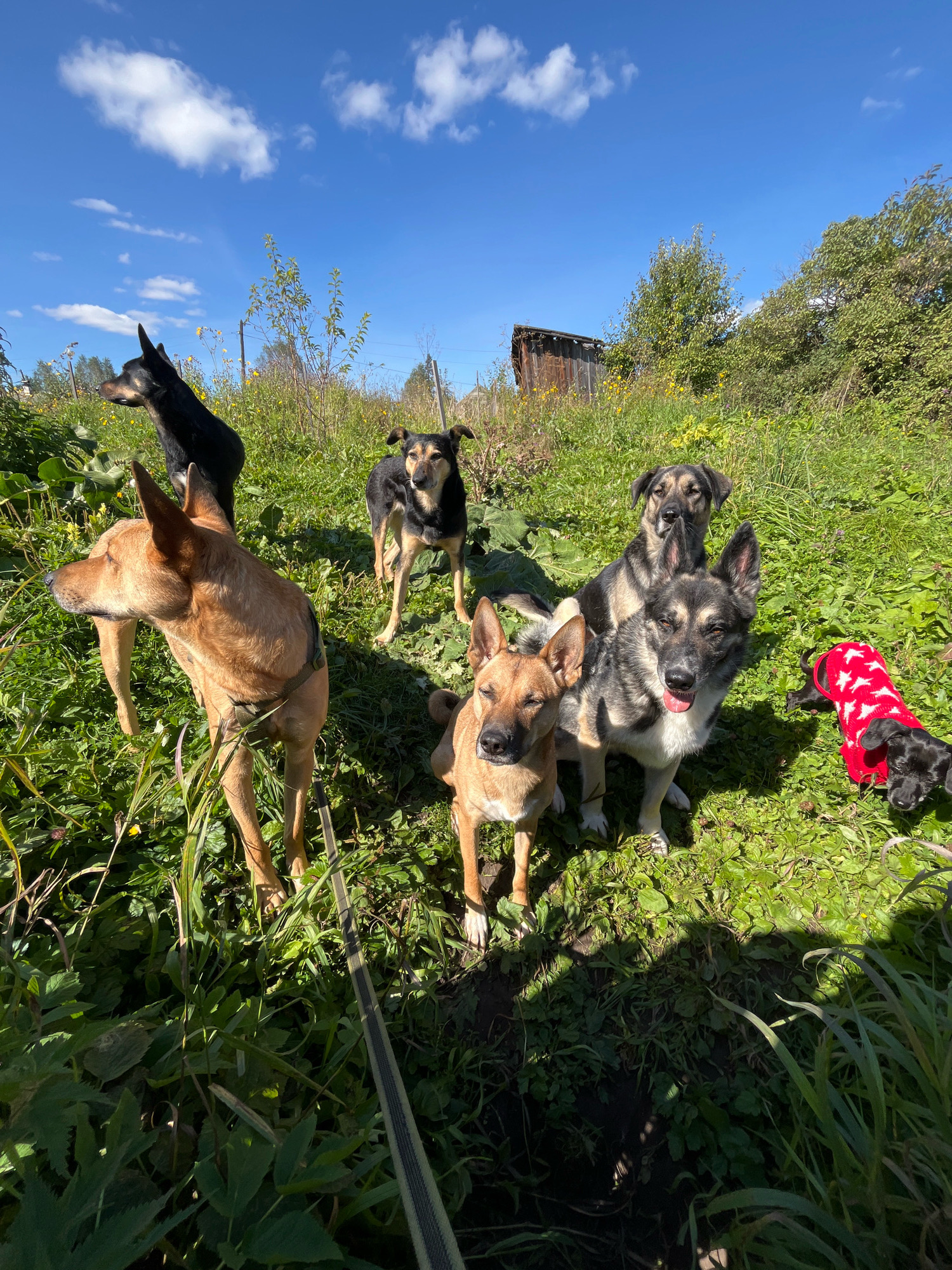 A group of seven dogs are in a grassy, overgrown outdoor area under a clear blue sky with some scattered clouds. The dogs are of various sizes and breeds, with one small black dog wearing a red sweater with white stars. In the background, there is a dilapidated wooden structure, trees, and what appears to be a power line pole. The ground is covered in green grass and various weeds, suggesting a rural or unkempt urban environment. The image is taken from a low angle, giving prominence to the dogs and the sky. The location is identified as Nizhny Tagil, Russia, indicating an outdoor, possibly semi-abandoned, setting. There are no humans visible in the image.