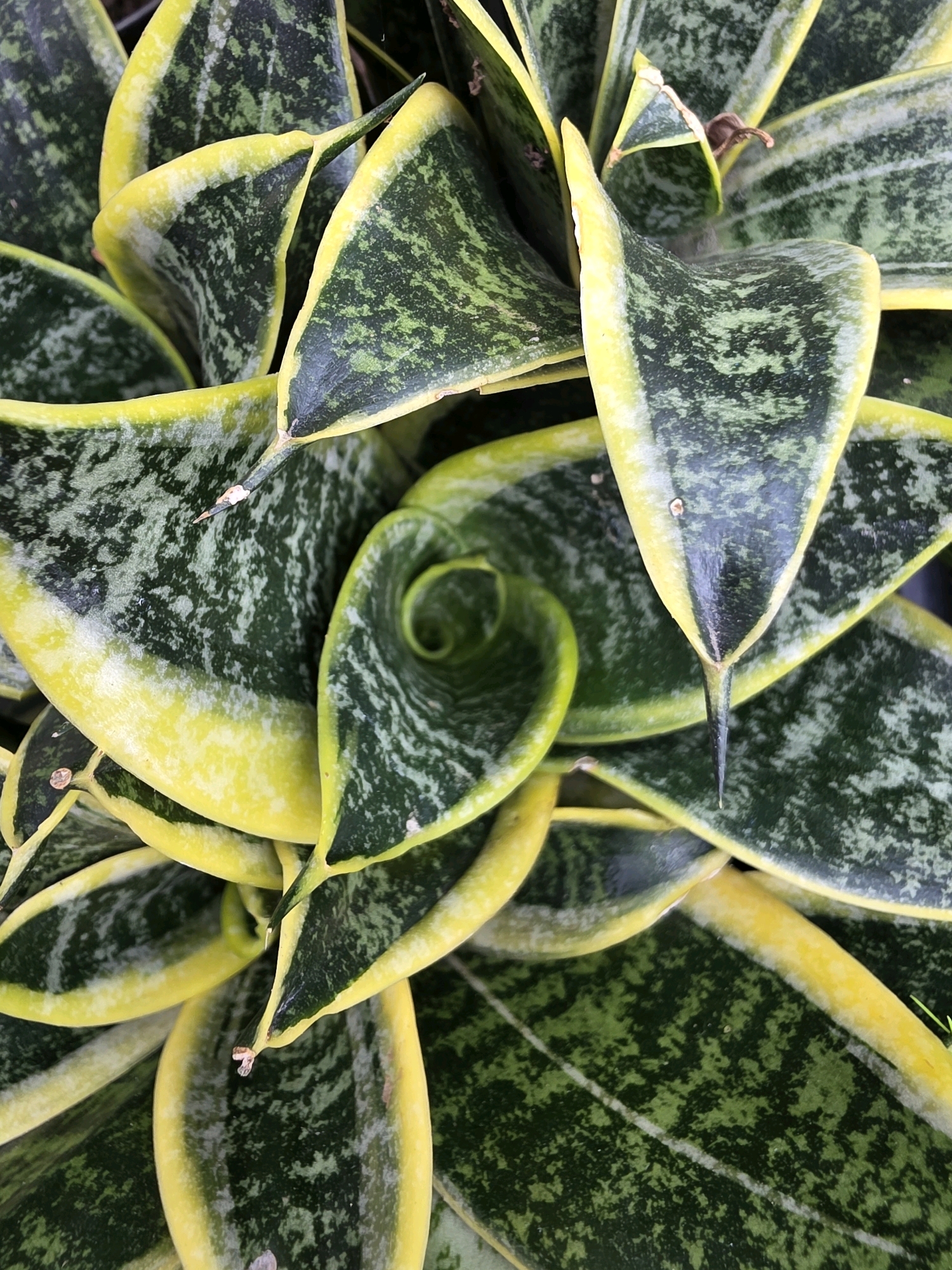A close-up, overhead shot shows the patterned leaves of a Snake Plant, also known as Sansevieria or Mother-in-Law's Tongue. The leaves are variegated with dark green centers mottled with lighter green, and edged with a bright yellow band. The leaves are thick, fleshy, and lance-shaped, with pointed tips. They are arranged in a rosette pattern, with some leaves curling inward, creating a spiral effect. The lighting is bright, highlighting the textures and colors of the plant. The image provides no contextual information regarding location, people, or actions.
