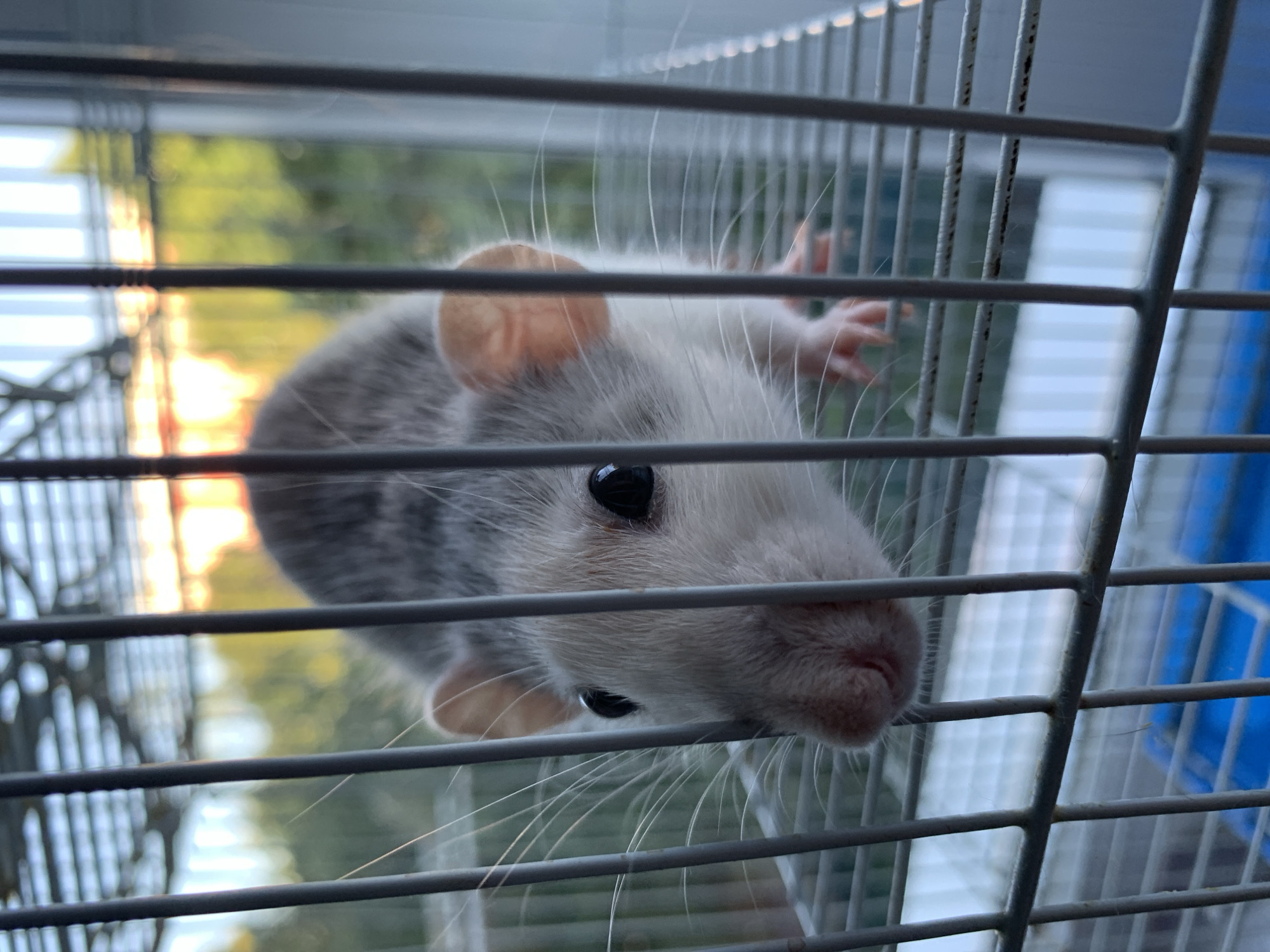 A close-up, eye-level shot shows a domesticated rat behind the bars of its cage. The rat has grey fur on its back and white fur on its face, with black eyes and pink ears. Its whiskers are long and white. The cage bars are thin and metallic, creating a grid pattern across the image. In the background, through the cage and out of focus, is a view of greenery and a bright, hazy sky, possibly indicating an outdoor setting. The lighting suggests it is either early morning or late afternoon. There are no people or identifiable landmarks to place the image in Stavropol, Russia.