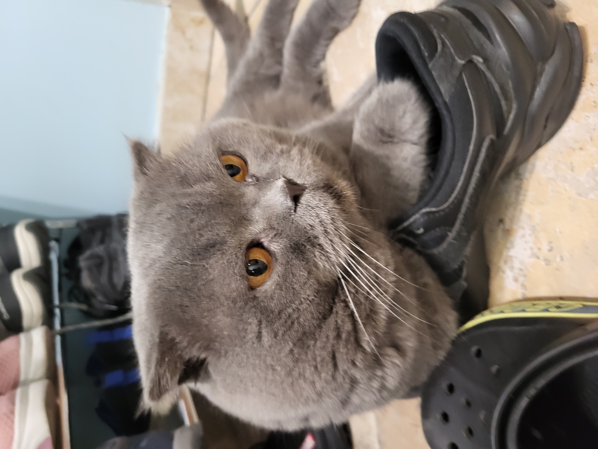 A grey cat with orange eyes is lying down on a black shoe. The cat's head is resting on the shoe. In the background, there are shelves with shoes on them and a light blue wall. The floor is tiled.