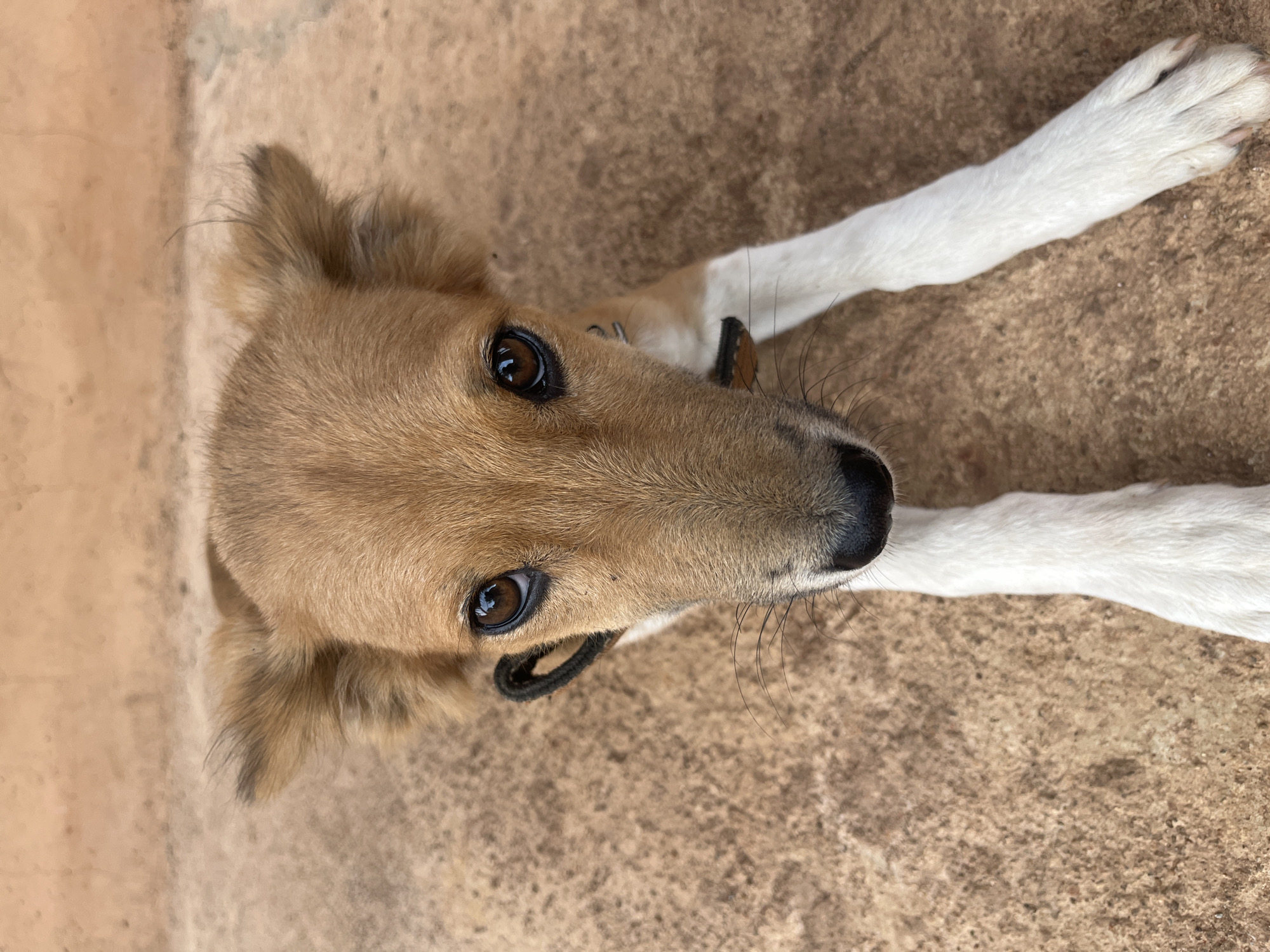 A medium-shot, eye-level, full-frame photograph captures a light brown dog with large ears, lying down on a rough, sandy-brown surface in Bukuru, Nigeria. The dog is facing the camera directly, with its head tilted slightly. Its eyes are large and dark brown, with a focused gaze. Long, dark whiskers extend from its snout. A black collar is visible around its neck. The dog's front legs are extended forward, with white fur on the lower portions and paws. The background is a blurred, textured, sandy surface.
