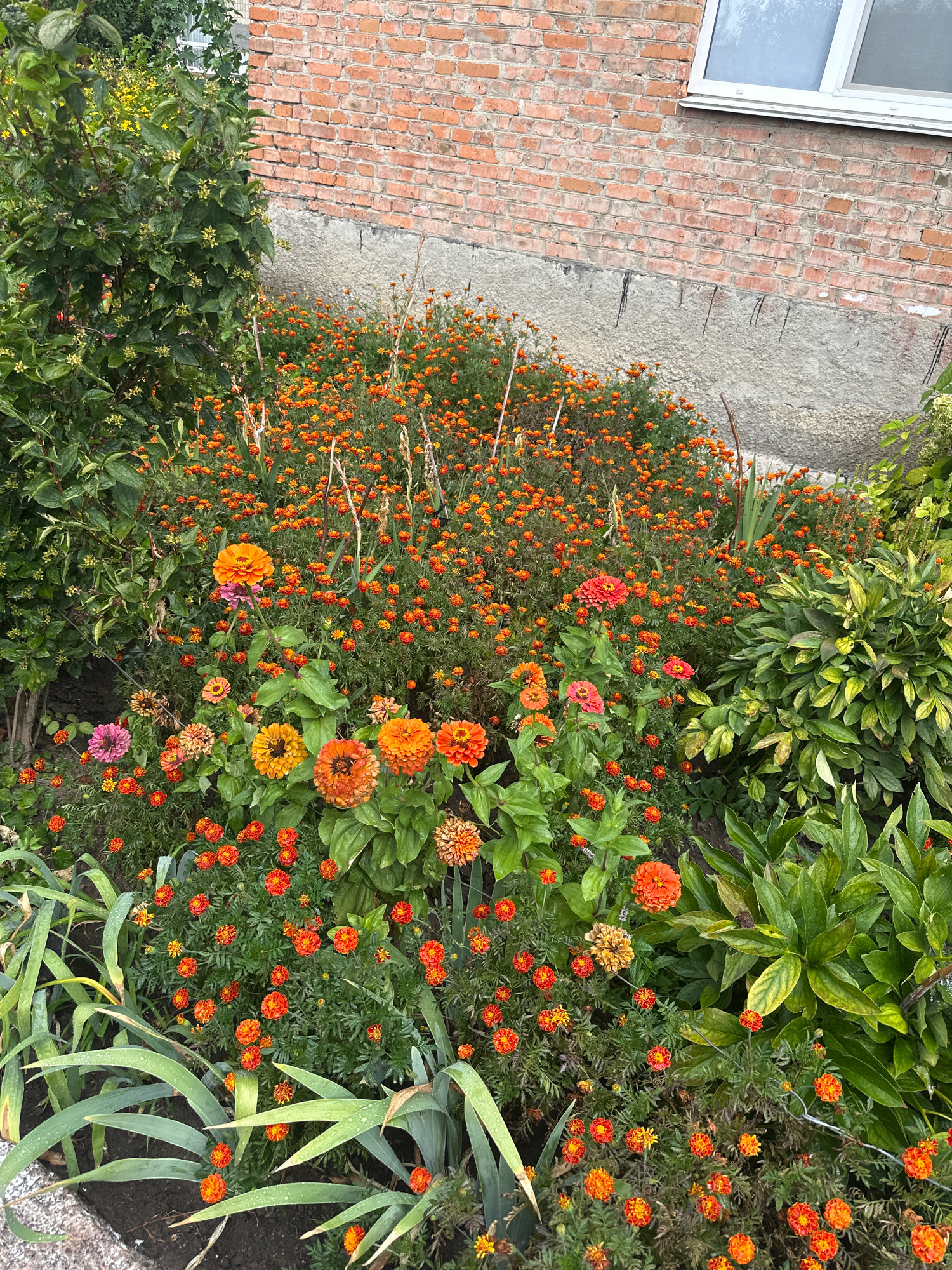 In Khmilnyk, Ukraine, an outdoor scene depicts a vibrant garden bed alongside a brick building. The garden is densely packed with blooming marigolds and zinnias in various shades of orange, yellow, and pink. Some green foliage and tall, grassy plants are also visible. The brick building, with a white-framed window at the top, forms the background of the scene. A section of the building's foundation is covered with rough concrete, and some dark, vertical elements are embedded in it. The lighting suggests it is daytime, with shadows visible on the plants.