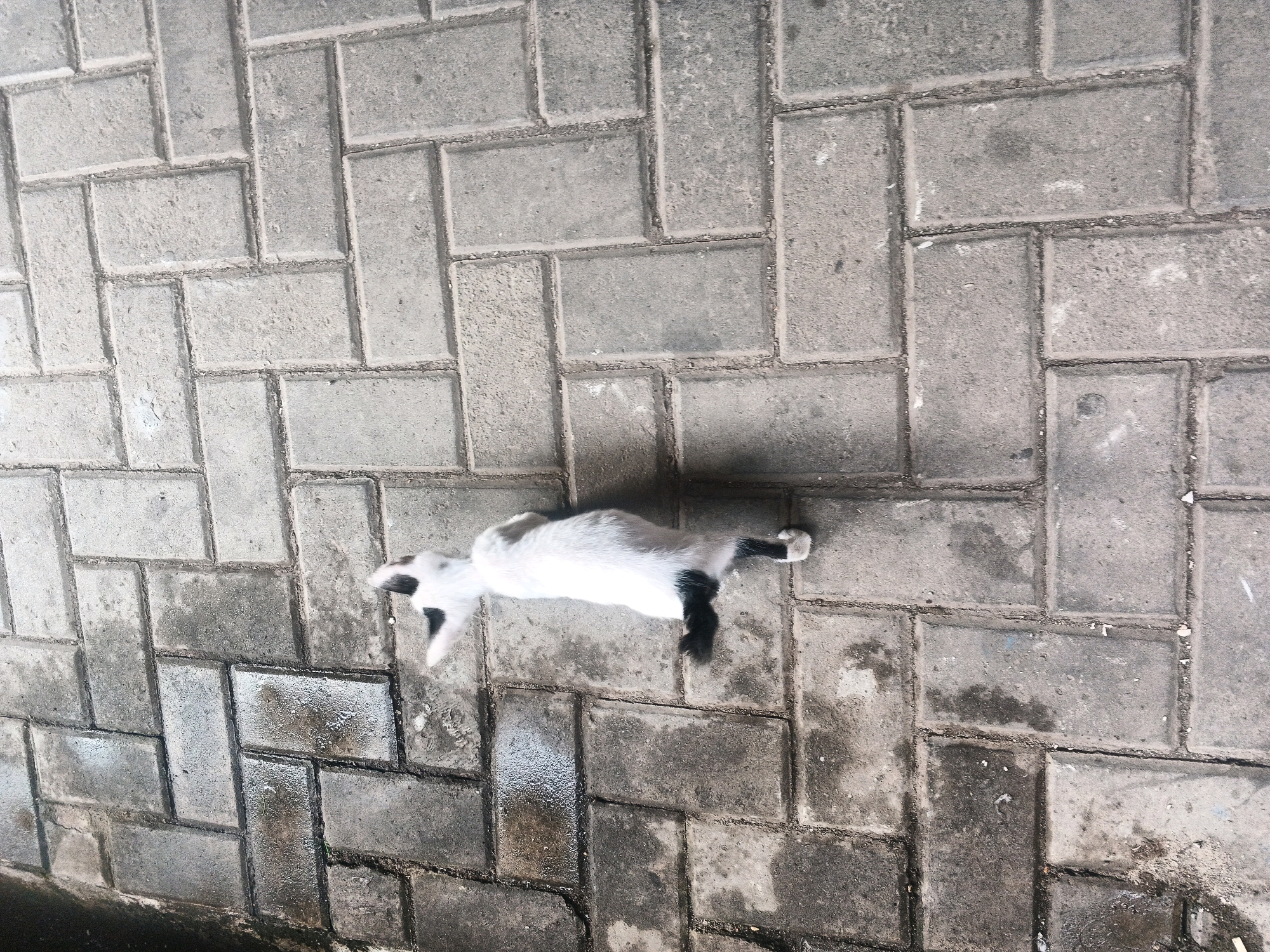 A black and white cat is lying on its back on a paved surface in Kadu, Indonesia. The cat appears to be stretching or relaxing. The paving stones are rectangular and gray, laid in a staggered pattern. Some of the stones are wet, suggesting recent rain. The scene is viewed from directly above.