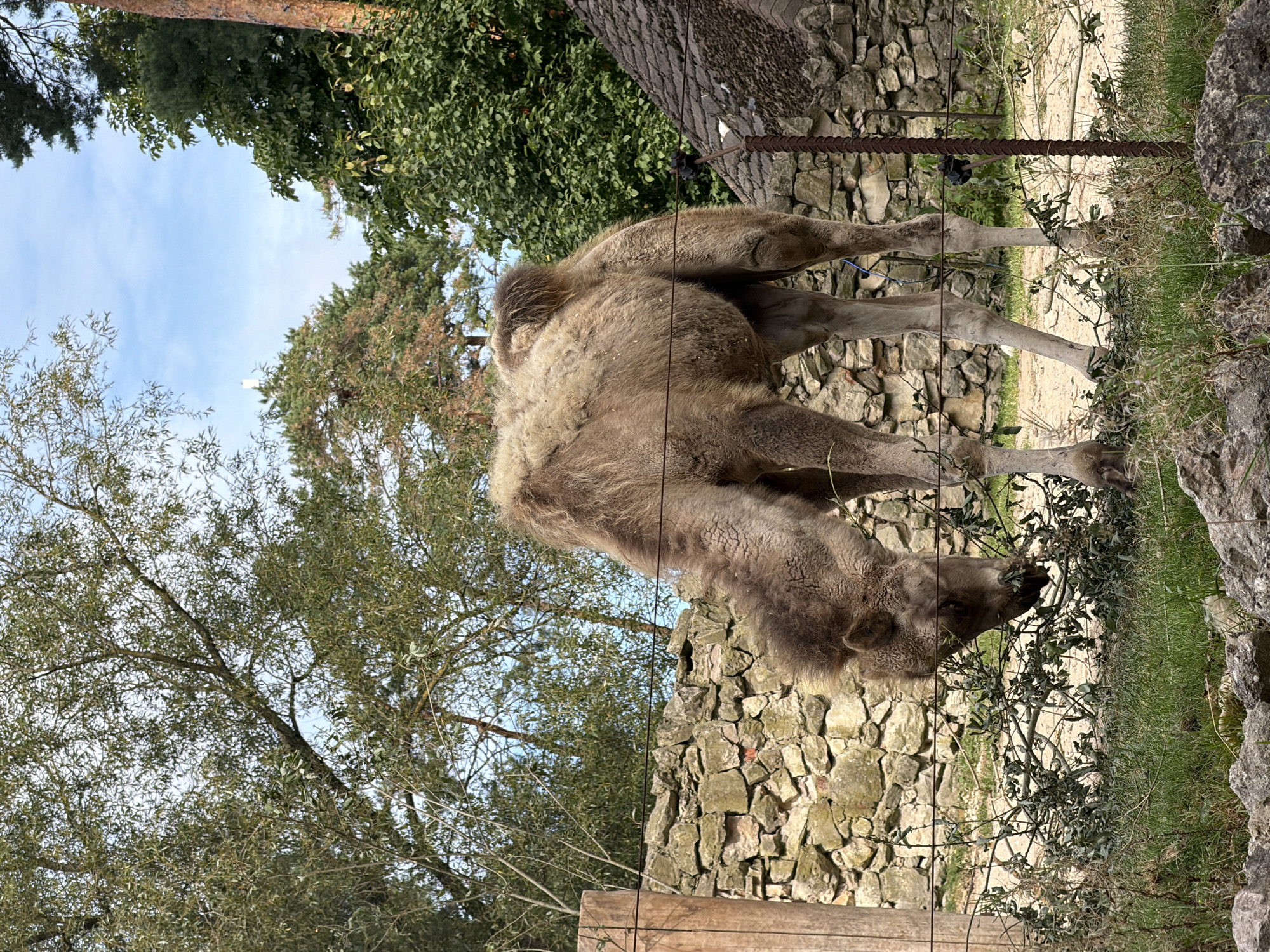 A camel is grazing on branches in an outdoor enclosure. The enclosure features a stone wall and a fence. In the background, there are trees and a building with a tiled roof. The sky is blue with some clouds. The image is taken in daylight. There are no people visible in the image. This scene is located at the Riga Zoo in Riga, Latvia.