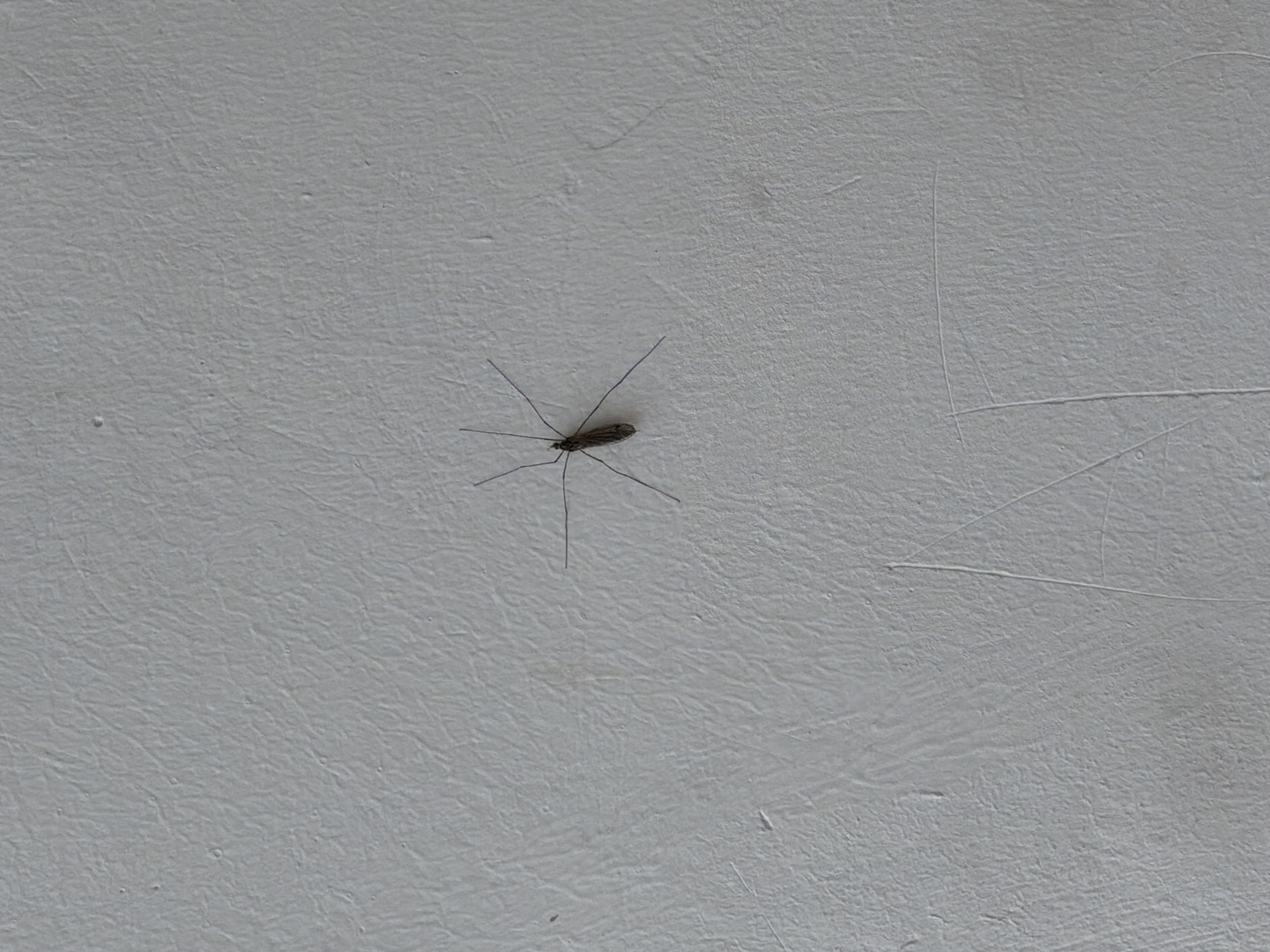 A gray, textured surface appears to be a wall, and on it is an insect, likely a crane fly, with a slender body and long, thin legs spread out around it. No other people, subjects, or objects are visible. The environment is limited to the wall surface. The location is unknown, and there is no information to determine that the location is Chaikovsky, Russia.