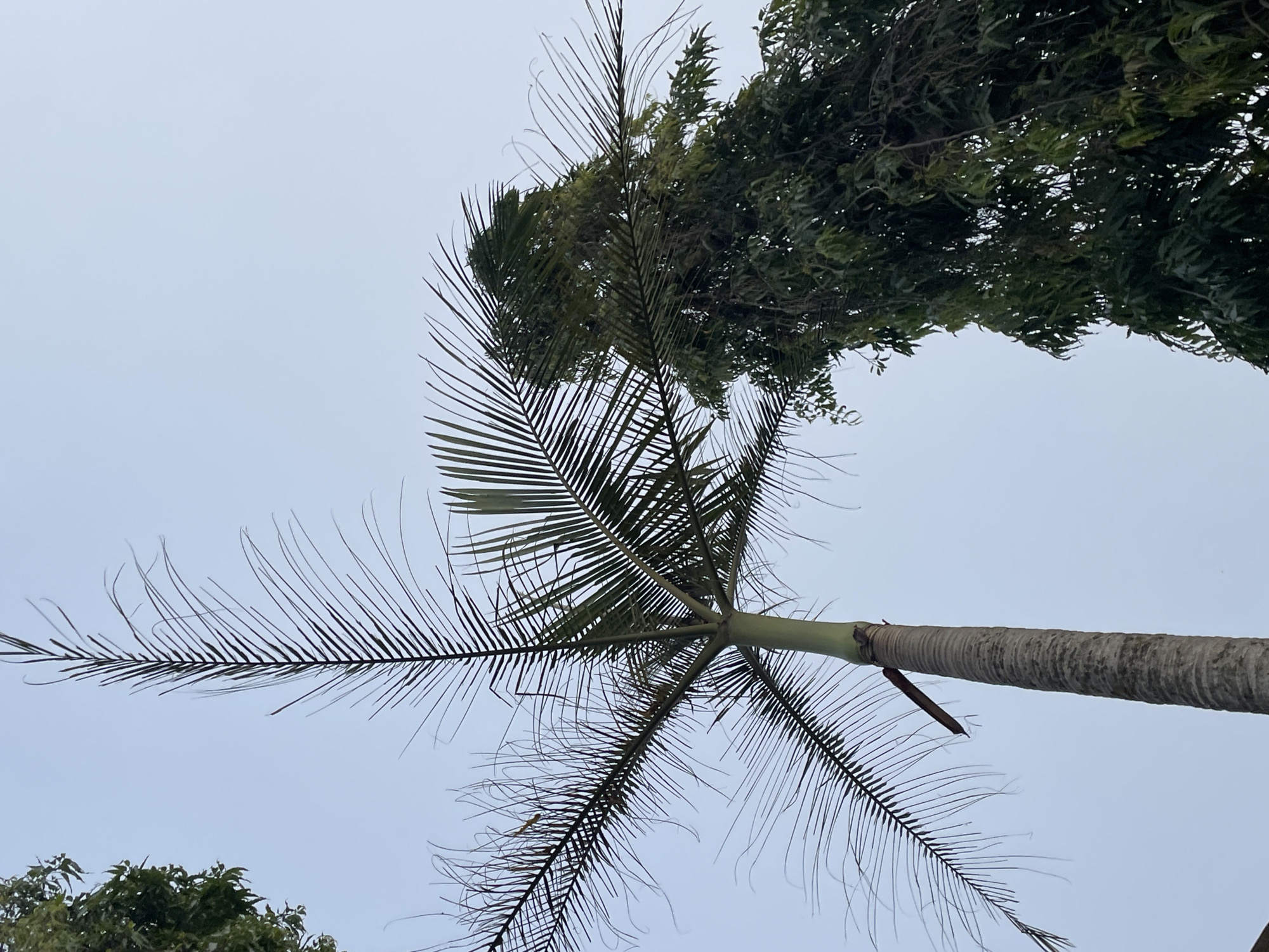 The image, likely taken in Jos, Nigeria, shows a view looking upward at a palm tree. The trunk of the palm is visible on the right side of the frame, running diagonally. Several fronds extend from the top of the trunk outwards. The sky is overcast. A leafy tree with dense foliage is partially visible at the top right of the frame, overlapping the palm tree. Smaller tree branches are visible in the lower left corner.