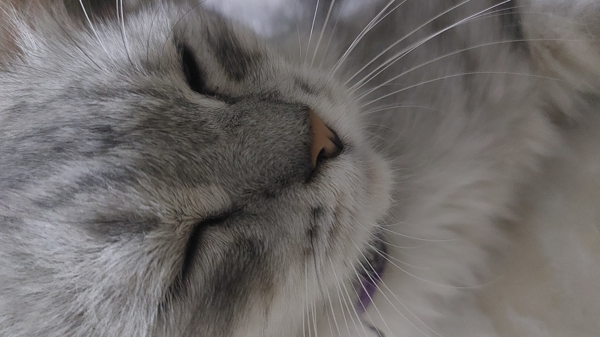 A close-up, eye-level shot captures the serene face of a light gray cat with its eyes closed, seemingly asleep. The cat's fur exhibits subtle darker gray stripes, particularly on its forehead and cheeks. Its delicate pink nose is visible, surrounded by long, white whiskers that fan out from its face. A sliver of a purple collar is barely visible around its neck, peeking out from the soft fur. The background is a neutral, blurred gray, suggesting a soft surface or environment. No specific location in Jatirogo, Indonesia, can be determined from the image.