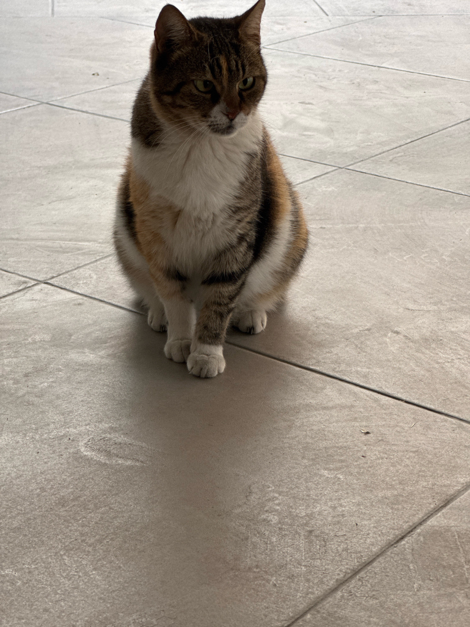 A calico cat is sitting on a tiled floor, facing to the right. The cat has patches of brown, white, and black fur. Its eyes are green and it is looking away from the camera. The floor is made of large, light-colored square tiles. The image appears to have been taken indoors, possibly in a residential setting, in Agios Tychona Community, Cyprus.