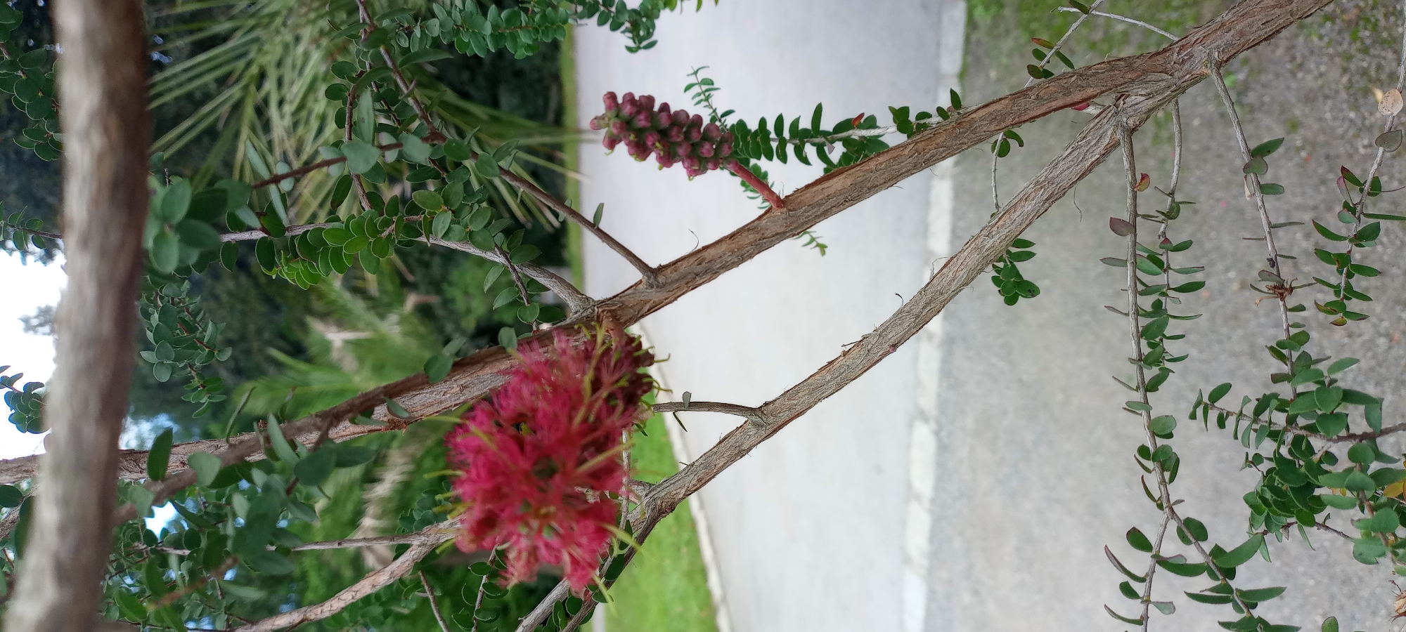 The image is a close-up, eye-level shot of a tree branch with a vibrant red, fluffy flower and a cluster of small, pink buds. The branch is rough and textured, with smaller twigs extending from it, adorned with numerous small, oval-shaped green leaves. In the background, a blurred paved path is visible, bordered by a patch of green grass and further obscured by the foliage of other plants, including palm fronds. The overall setting appears to be an outdoor environment, possibly a park or garden, given the presence of pathways and diverse greenery. The lighting suggests it is daytime, with diffused light indicating an overcast or shaded condition. No people or specific landmarks that would definitively place it in Dortmund, Germany, are visible in the image.