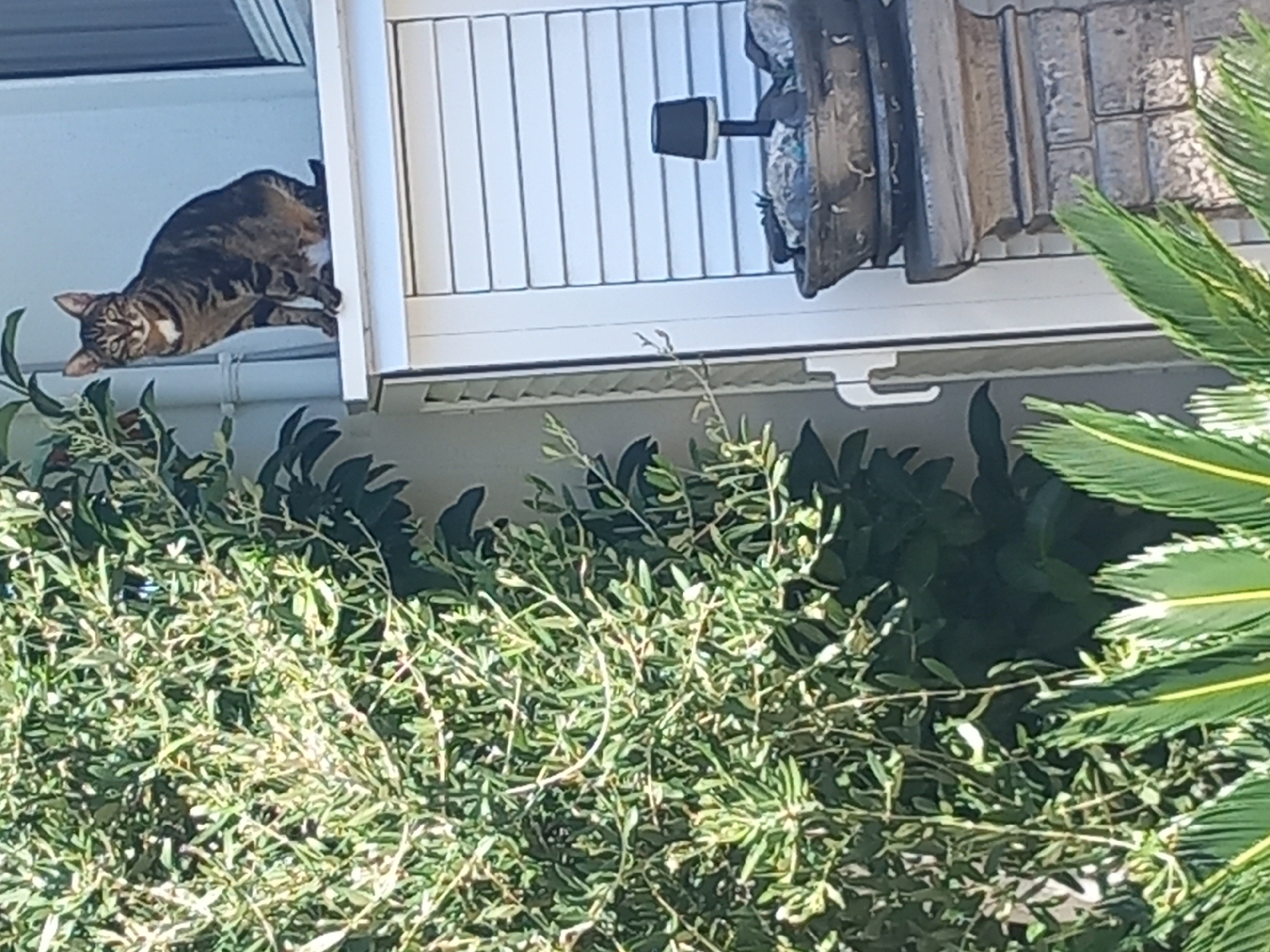 A tabby cat is perched on the white ledge of a building, with green foliage to its left and a white paneled shuttered window to its right. Below the ledge, a decorative planter with a small lamp and stones sits atop a stone pedestal. The scene appears to be outdoors, possibly in a residential area. The cat is looking directly at the camera.