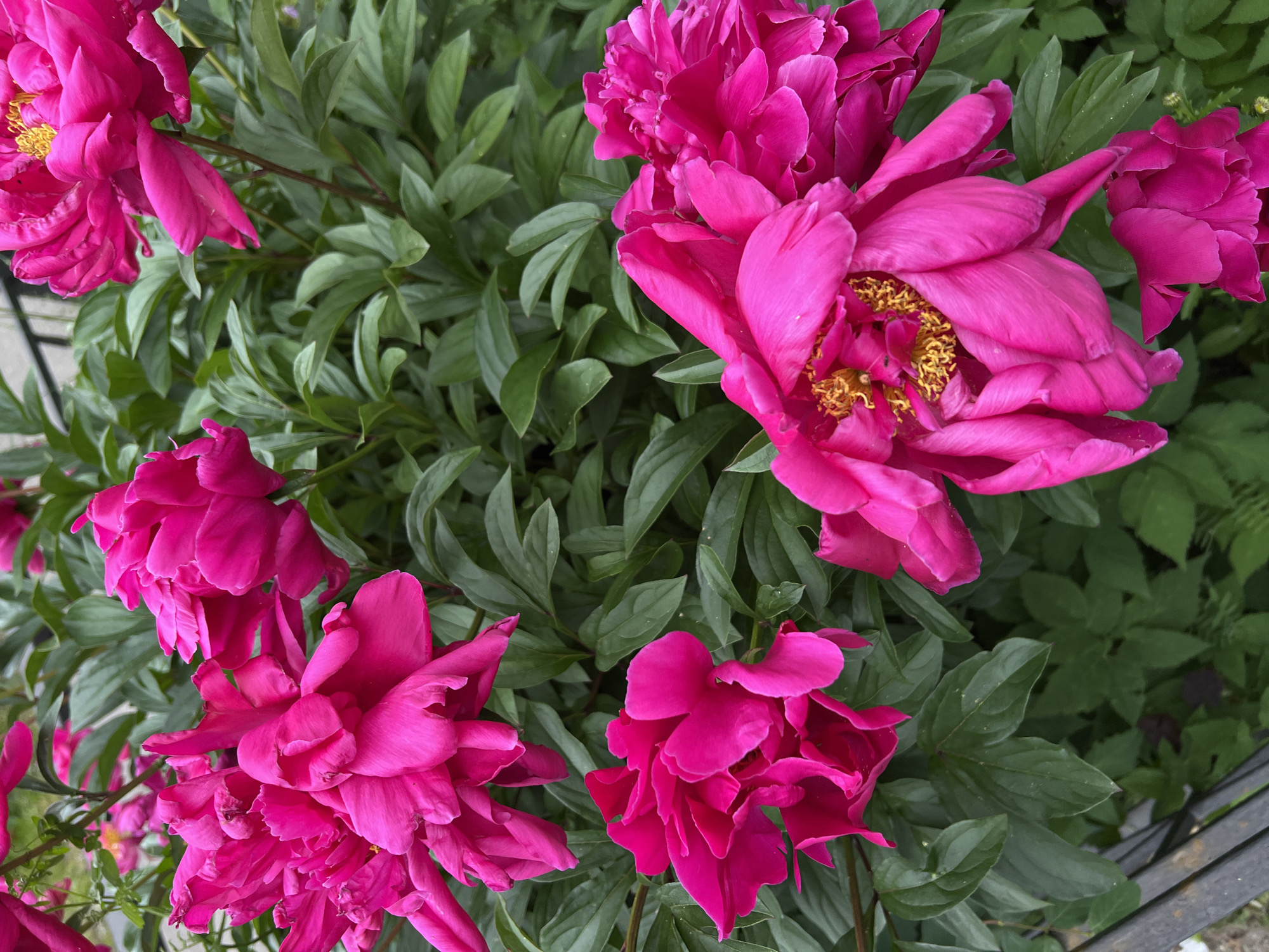 A close-up, overhead shot captures a cluster of vibrant magenta peonies blooming amidst lush green foliage. The flowers, with their ruffled petals and prominent yellow stamens, fill the majority of the frame, their rich color contrasting with the darker leaves. A hint of a metal fence is visible in the bottom left corner, suggesting an outdoor setting, possibly a garden or park. The image is devoid of any human presence. The scene is set in an unspecified location within the city of Unknown, Russia.