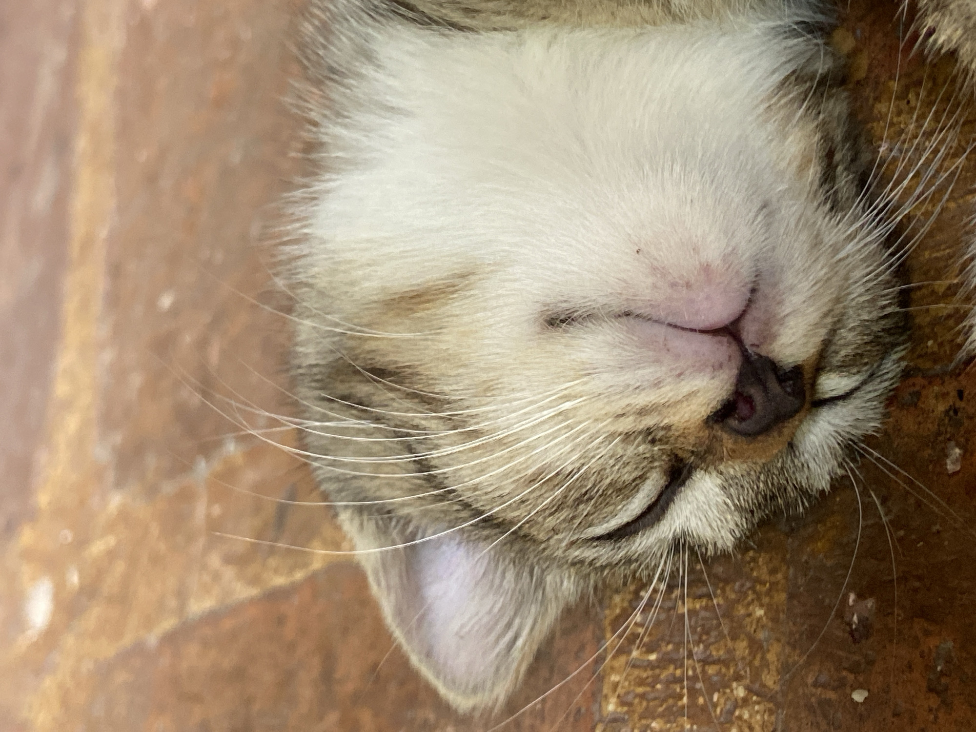 A close-up image depicts the head of a sleeping cat resting on a brown, patterned surface. The cat is light in color, with a white muzzle and brown tabby markings on its forehead and temples. Its eyes are closed, and its whiskers are visible, fanning out from the sides of its nose. The cat's nose is pink, and the inside of its ear is visible on the left side of the frame. The background is out of focus, but the surface appears to be composed of brown tiles or bricks. The location in Los Velásquez, Venezuela is not discernible from the image.