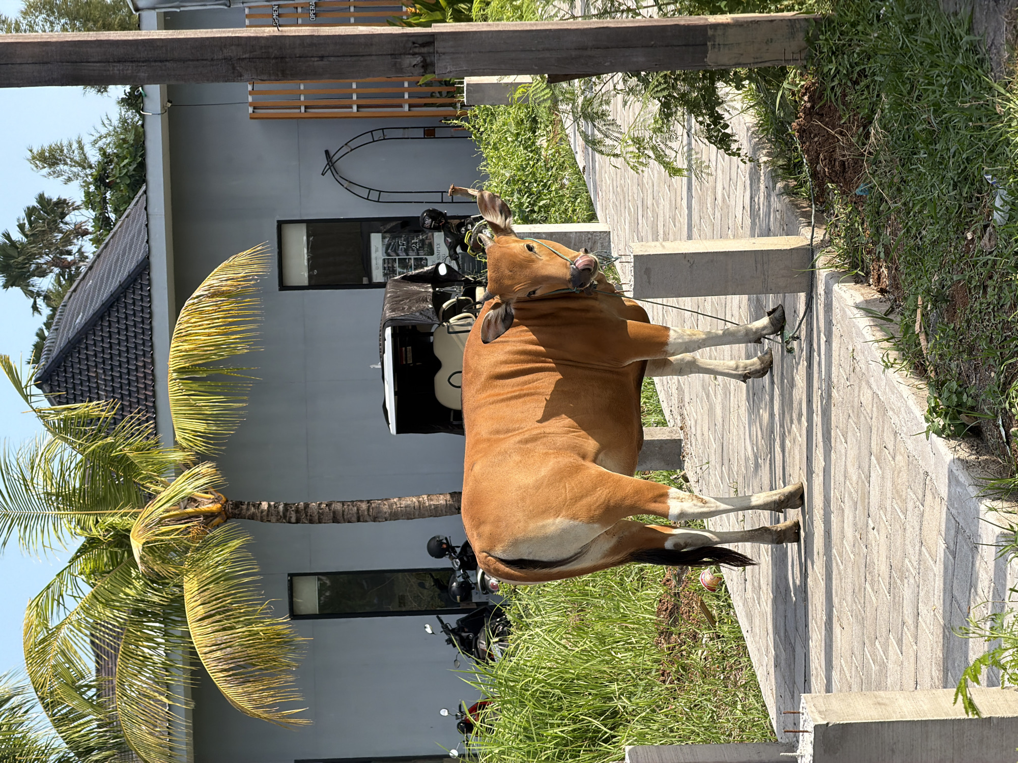 A brown cow with white markings on its legs is standing on a paved walkway in front of a modern building. The cow is facing the right of the image and has its tongue sticking out. It appears to be tethered by a rope around its neck. Behind the cow, there is a cart with a black cover and a motorcycle. To the left of the cow, there is a palm tree with its fronds fanning out. The building has a light gray facade and a dark tiled roof. There are windows on the building. The walkway is made of light-colored interlocking pavers, and there is a concrete planter box next to it. Green grass and other vegetation are growing along the side of the walkway and in front of the building. The scene is illuminated by bright sunlight, suggesting it is daytime. The image appears to have been taken in Mengwi, Indonesia, given the architectural style, vegetation, and the presence of motorcycles, which are common modes of transportation in the region. There is no visible text in the image.