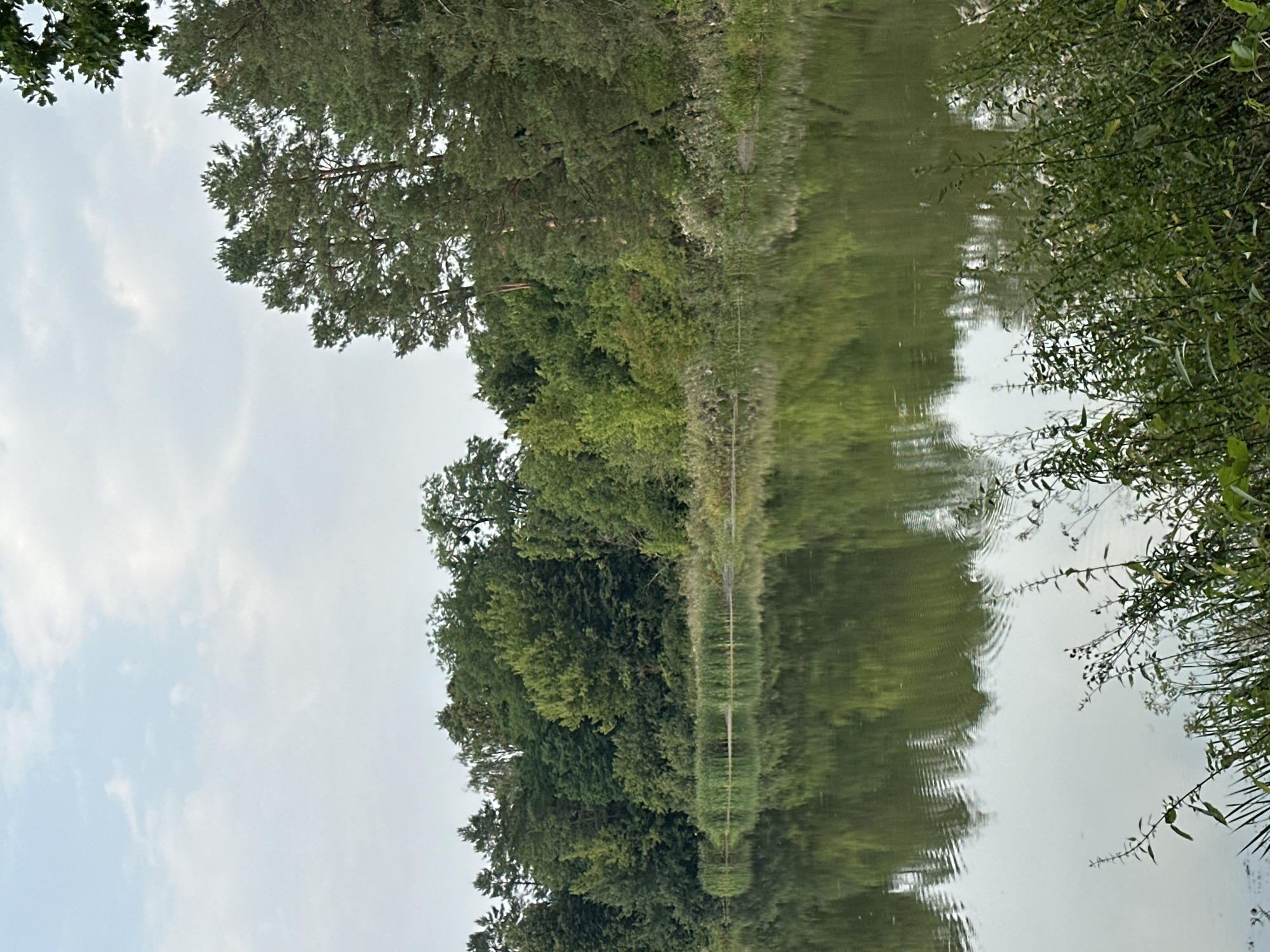 The image depicts a serene natural landscape, likely a lake or pond situated in the city of Makiv, Ukraine. The foreground is dominated by the calm, greenish water, reflecting the dense foliage of the surrounding trees. Along the edge of the water, tall reeds and various green plants are visible, with some taller grasses and foliage encroaching into the lower right portion of the frame.
The middle ground features a thick band of trees forming a natural barrier along the water's edge. This forest comprises a variety of deciduous and coniferous trees, creating a rich tapestry of green hues. Pine trees, with their distinctive needles, are interspersed with broader-leafed trees, suggesting a mixed forest environment.
The background is comprised of a light, overcast sky, with scattered white clouds. The overall impression is one of tranquility and natural beauty, a peaceful natural setting within or near Makiv. There are no people or animals visible in the image.