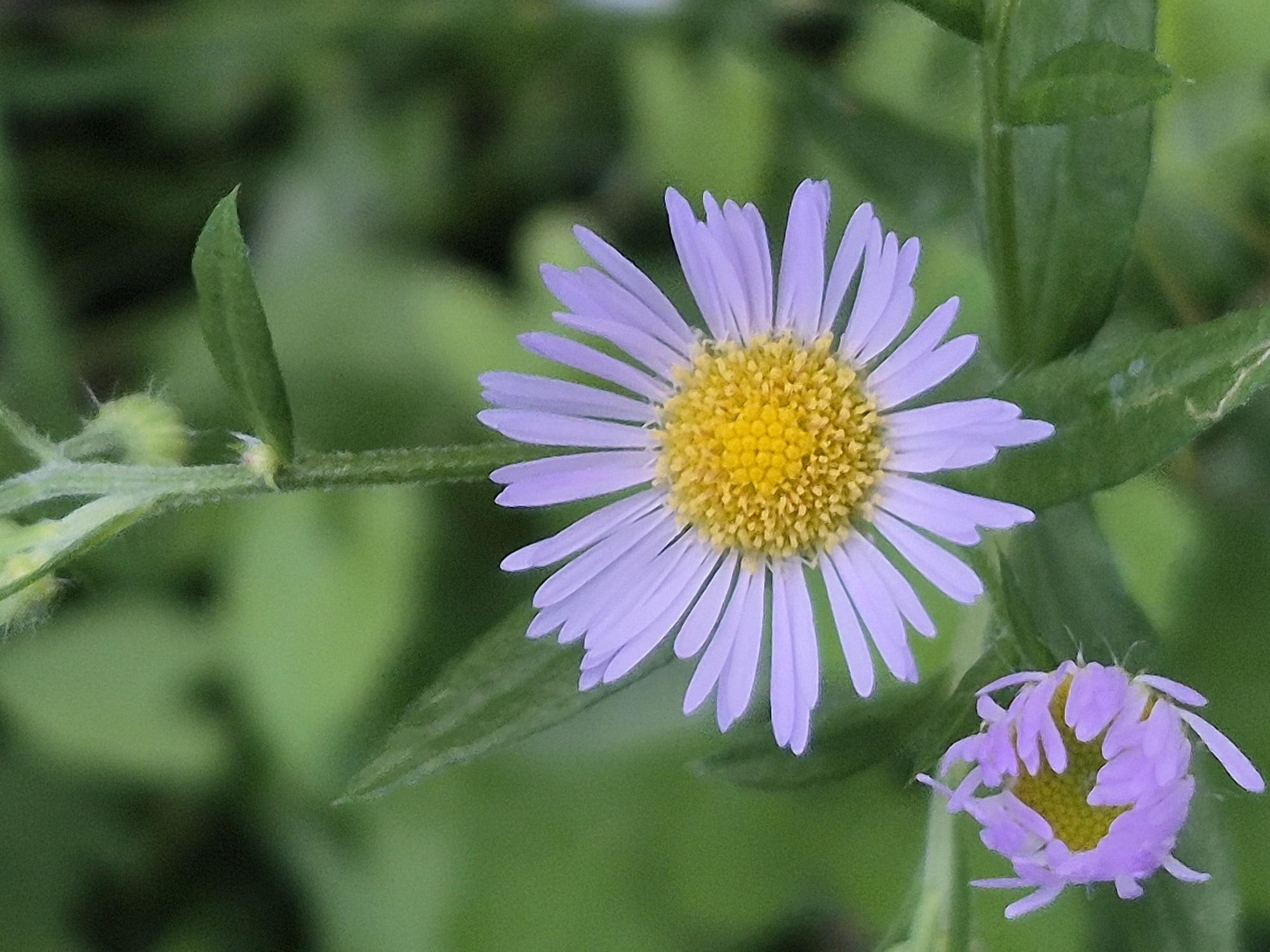 A close-up shot shows two purple asters against a blurred green background. The aster in the upper right is fully bloomed, revealing its yellow center and delicate purple petals. The aster in the lower left is a developing bud, with its petals curled inwards. The stem is green and slightly fuzzy, with some leaves visible. The lighting is soft, highlighting the intricate details of the flowers. The overall impression is one of natural beauty and tranquility. The location is Unknown, Unknown.