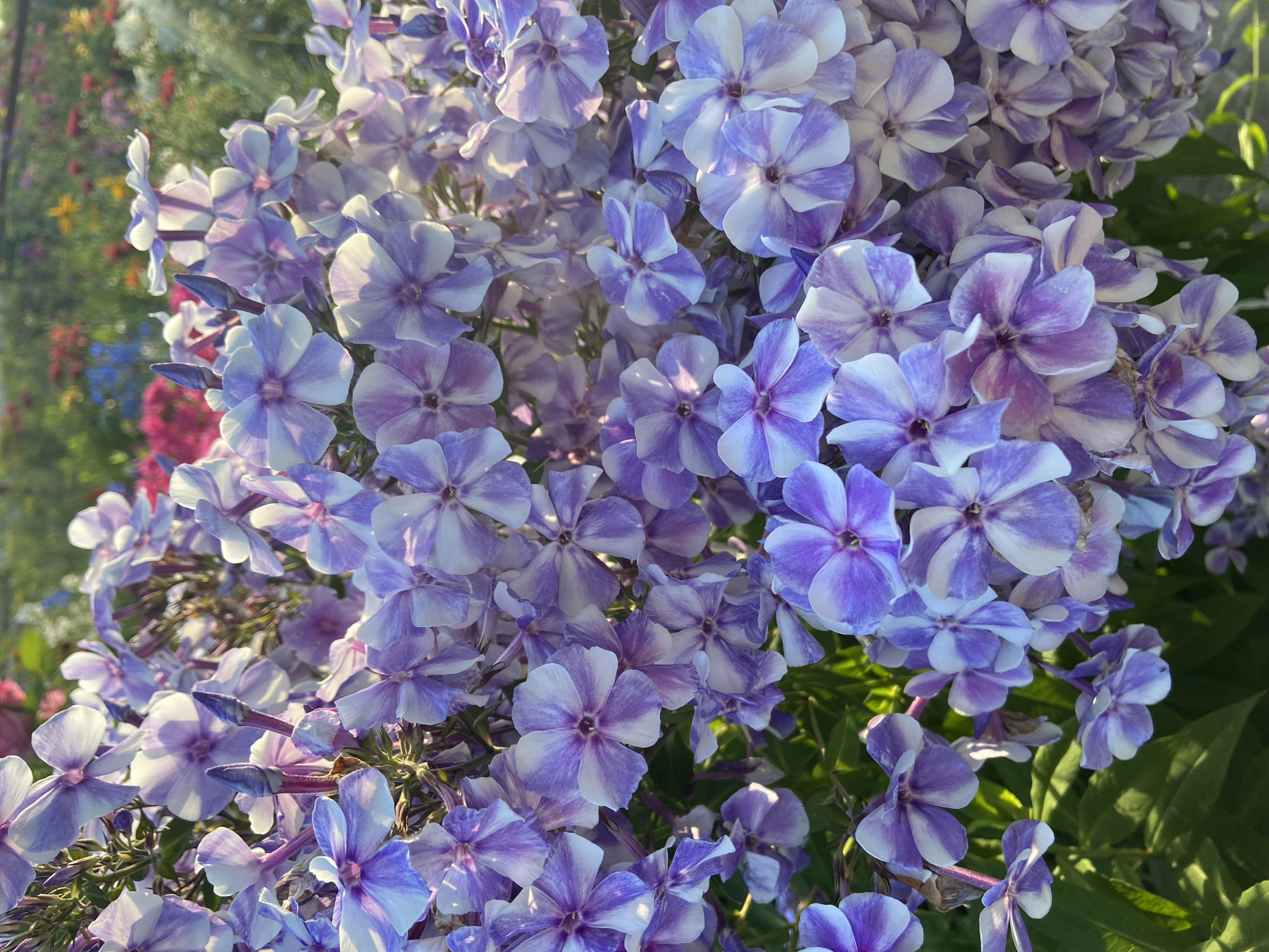 A close-up, vertical shot captures a dense cluster of purple and white phlox flowers. The flowers are in various stages of bloom, with some fully open and others still in bud. The petals are delicate and appear to have a satin-like texture. Some petals display streaks of deeper purple against a white background, while others are uniformly purple or white. The blossoms are clustered tightly together, forming a vibrant mass of color. Green foliage is visible beneath and between the flowers, providing a contrasting backdrop. The lighting suggests an outdoor setting, possibly a garden, with sunlight illuminating the flowers and creating subtle shadows. In the blurred background, other colorful flowers are visible, suggesting a garden setting with a variety of blooms. The overall impression is one of natural beauty and abundance.