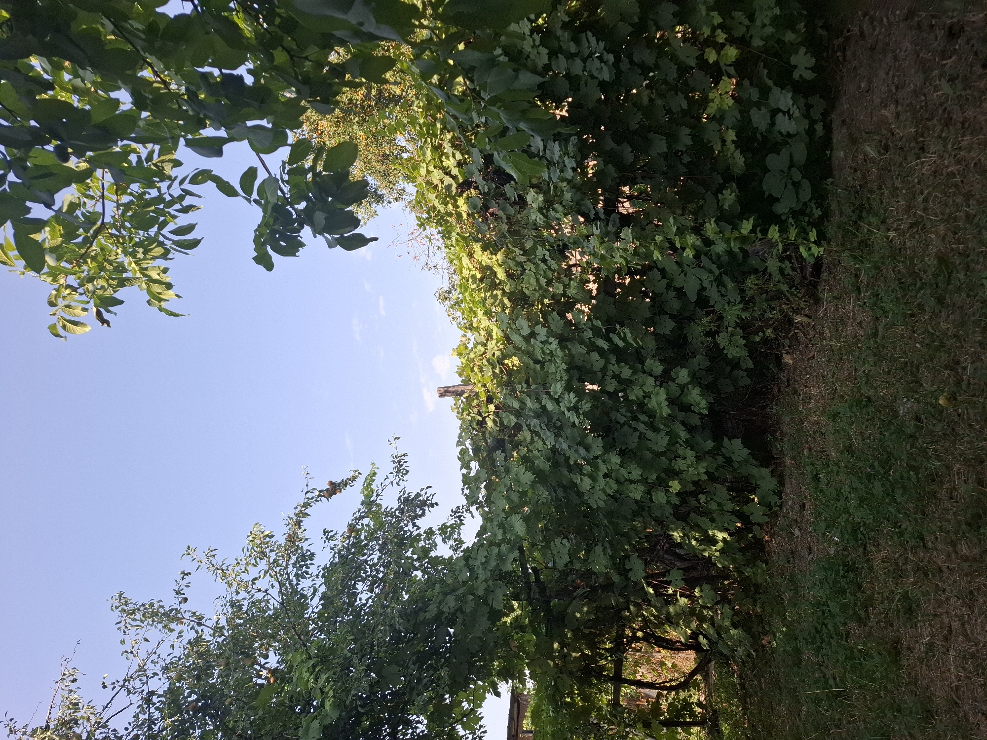 The image shows a dense growth of green vines, possibly grapes, covering a wooden fence or trellis in an outdoor setting. The vines are lush and leafy, with some darker clusters, possibly ripe grapes, visible within the foliage. The scene is framed by trees on either side, with branches and leaves extending into the sky. The sky is clear blue with a few faint white clouds. The ground in the foreground is covered with dry grass and some patches of greener vegetation. In the distance, part of a building with a wooden roof structure is visible. A single wooden post stands out amidst the vines. The overall impression is of a verdant, overgrown garden or yard, likely in a suburban or rural area. There are no people or animals present in the image. The lighting suggests it is daytime, possibly late afternoon due to the warm tones of light filtering through the leaves. This image could be a scene from the city of Almaty, Kazakhstan, given the typical climate and vegetation found in the region.