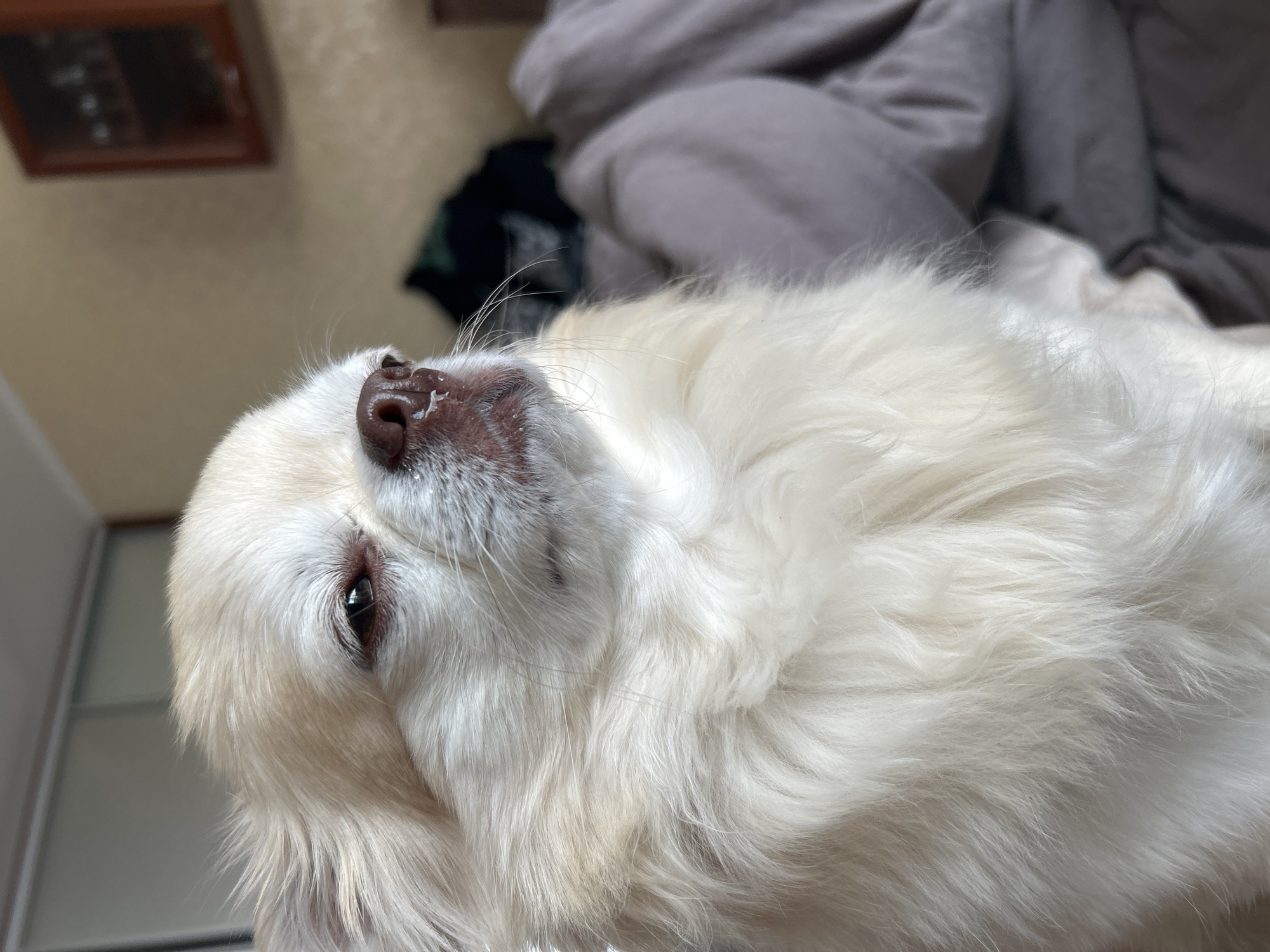 A close-up, waist-up shot captures a fluffy, light-colored dog looking to its right with half-closed eyes and a slight smirk on its face. The dog's snout, also light brown, shows some white residue. The background is blurred, with a brown cabinet on the wall and a dark green item on a bed covered with gray sheets. The scene appears to be indoors, likely in a bedroom, in an apartment in Moskovskiy, Russia.