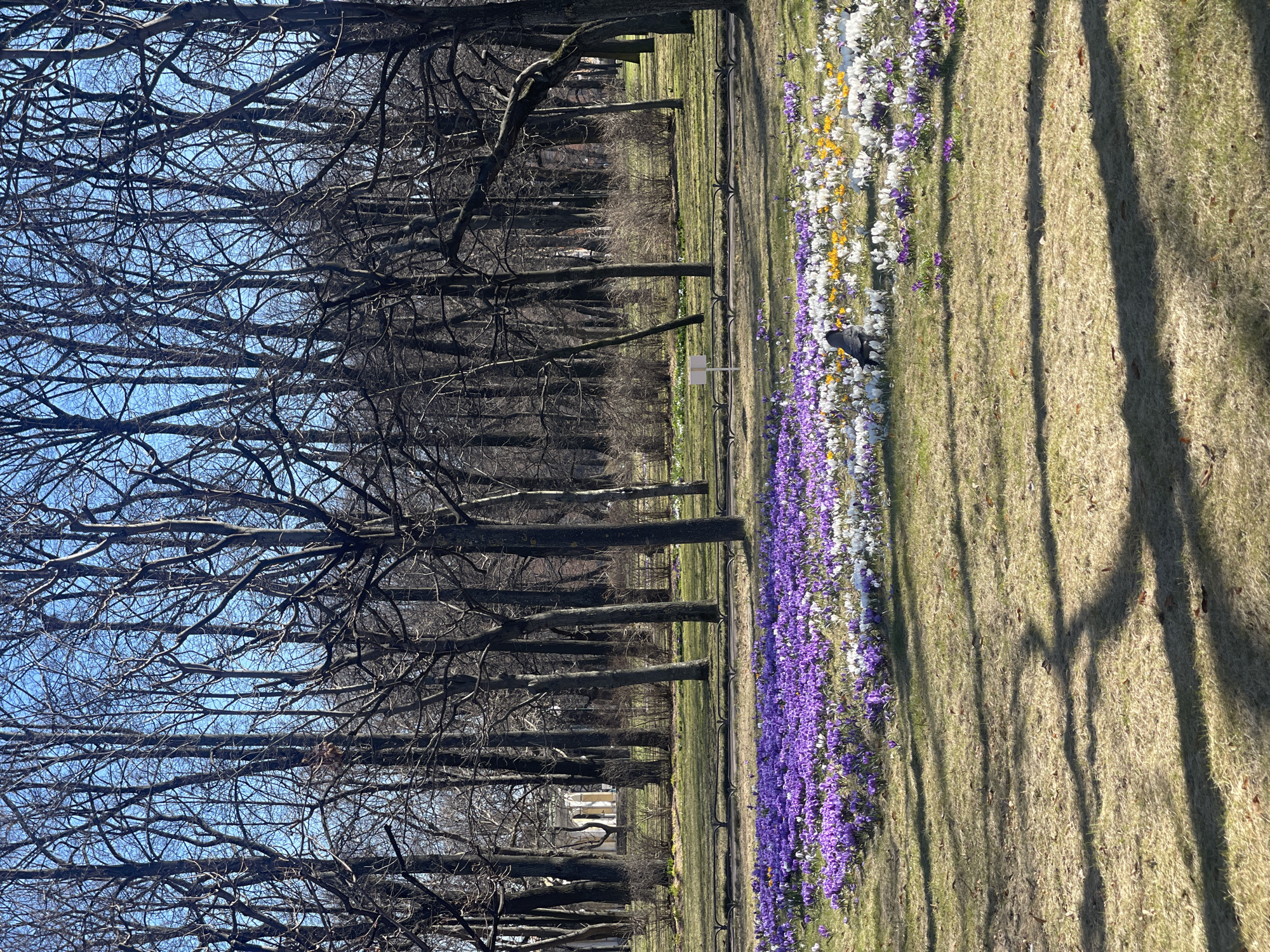 The image depicts a park scene, likely in spring, in Saint Petersburg, Russia. A long row of blooming crocuses in shades of purple, white, and yellow lines the edge of a grassy area. Bare tree branches extend overhead, creating shadows across the grass. A black bird stands amongst the crocuses. In the background, a row of trees without leaves creates a dense, linear element. The sky is visible between the branches. The scene suggests a public park or garden setting.