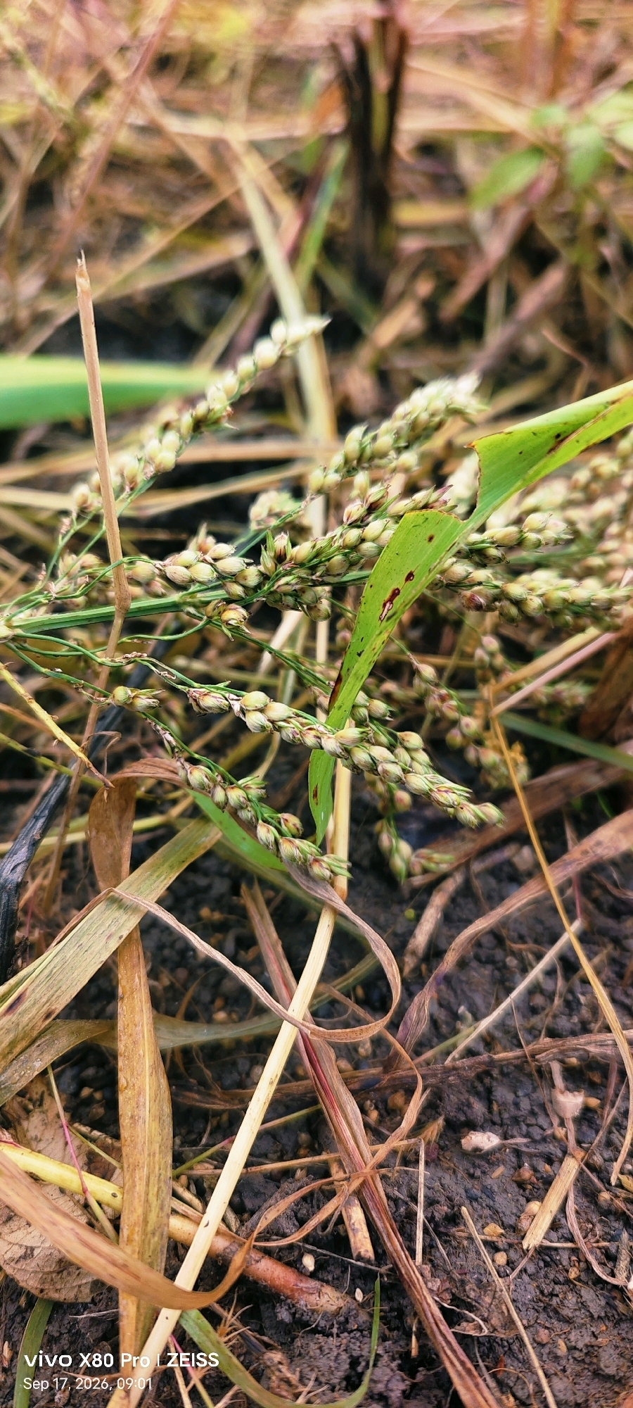 In Guradiya Mana, India, a close-up, low-angle shot captures the intricate details of dry grasses and ripening seed heads of a grain-bearing plant. The foreground is dominated by the dark, moist soil and a network of dried, thin stalks and straw-like vegetation. A bright green leaf, showing some reddish-brown spots, emerges from the center, partially obscuring a cluster of developing seeds. The seeds are small, light-colored, and arranged in rows along the stems, giving a textured appearance. The background is a soft, blurred expanse of similar dry vegetation, with hints of green and brown, suggesting a natural outdoor environment. The lighting is natural, likely from an overcast sky or diffused sunlight, creating soft shadows and highlighting the textures of the plants and soil. The overall impression is one of a close observation of nature's growth and decay.