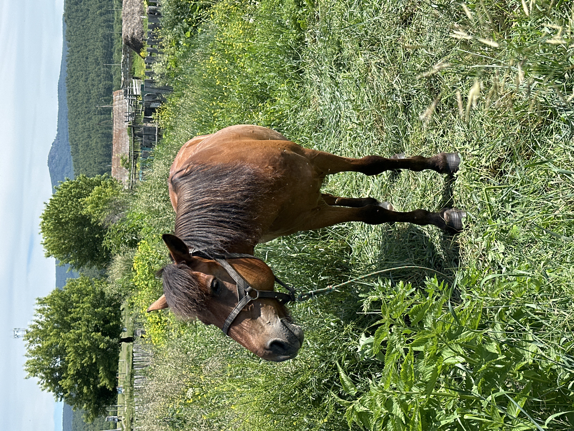 An eye-level, full shot shows a brown horse standing in a grassy field. The horse faces left with its head slightly down, and its bridle is visible. Green grass and some yellow wildflowers surround the horse. In the background, there are trees, a wooden fence, and a building with a weathered roof. The sky is partly cloudy.