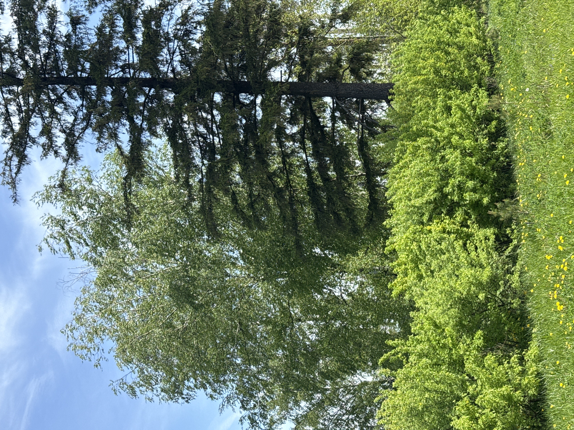 The image shows a view looking upwards at trees and a blue sky. A tall, dark-trunked tree with sparse, drooping branches is positioned vertically in the middle of the frame. To the left, a leafy tree with light green foliage fills the lower portion of the image. To the right, a thick hedge of bright green leaves runs along the edge of a grassy area dotted with yellow flowers. The location is Unknown, Unknown. No people are visible. The primary subjects are trees and sky. The environment appears to be a park or natural area.