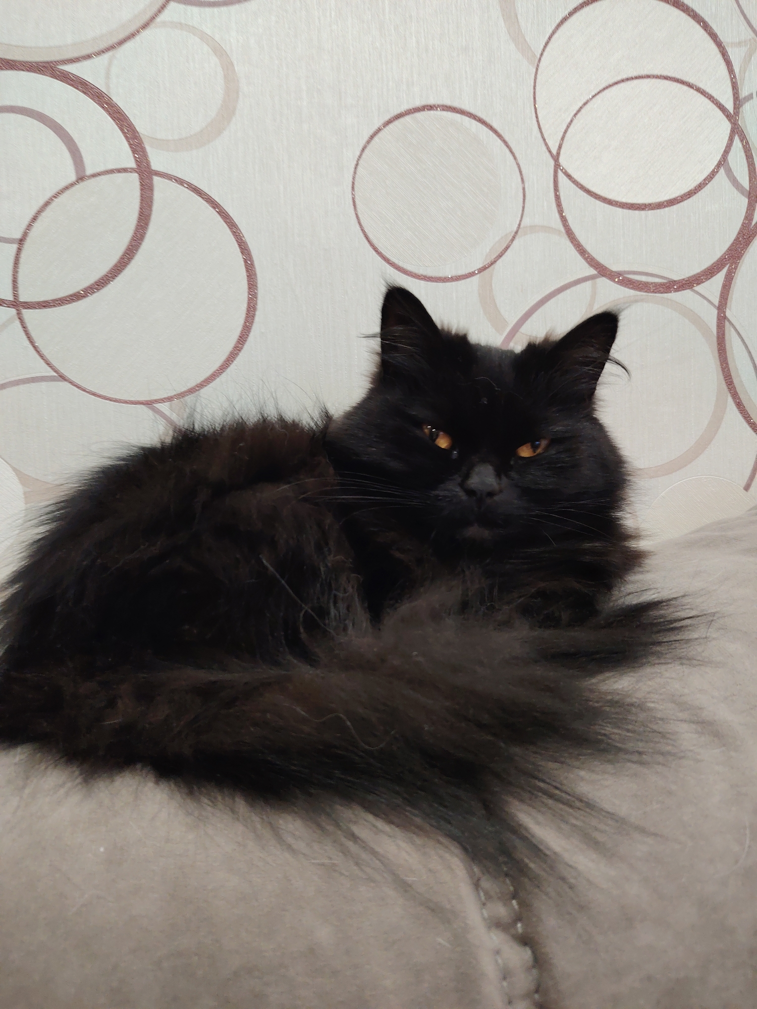 A medium shot depicts a black, long-haired cat with piercing amber eyes, resting on a soft, light-colored cushion. The cat is positioned against a wall adorned with a pattern of interconnected circles in shades of white and brown. The location is unknown.