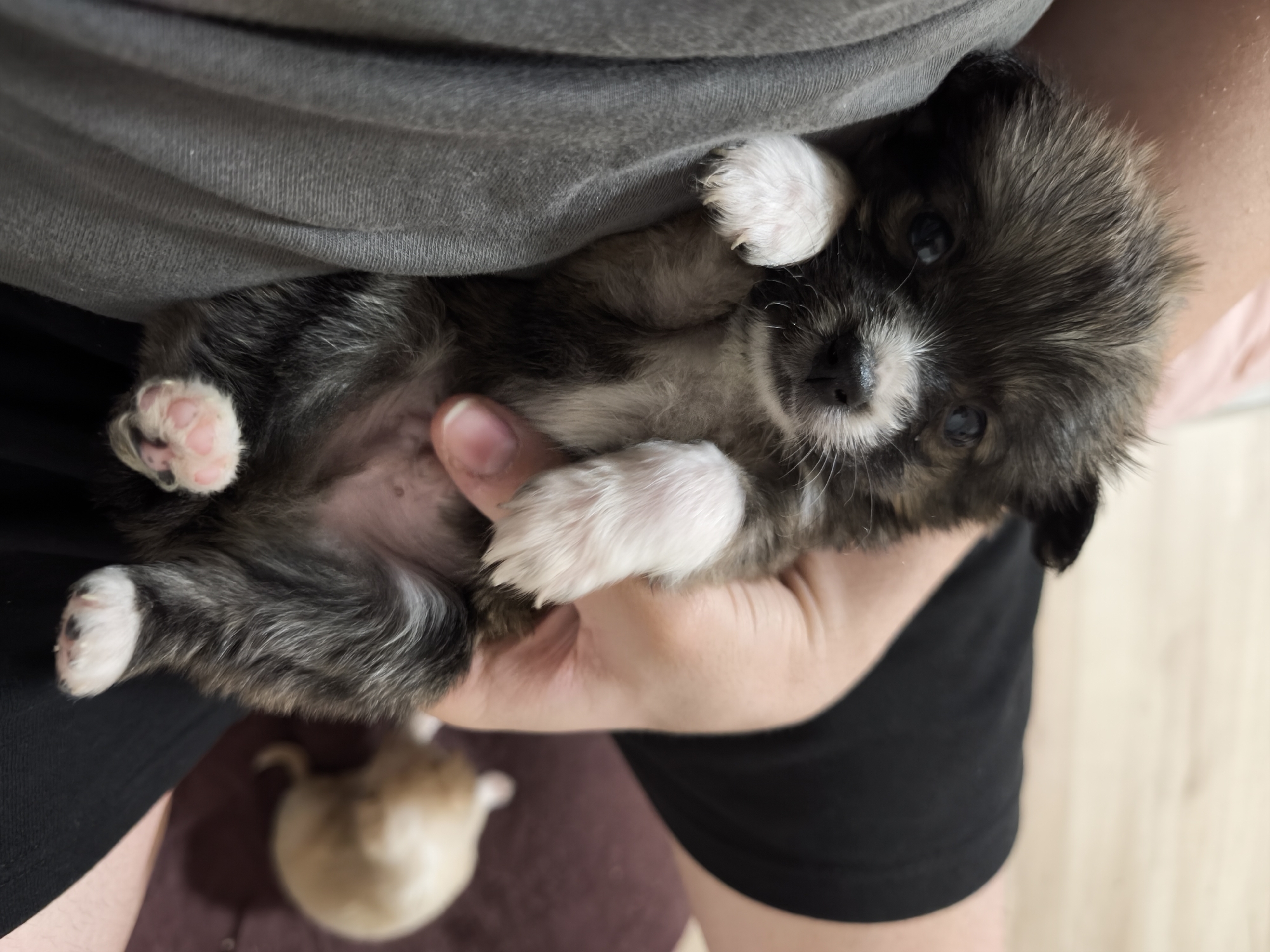 A person is holding a small puppy in their hand. The puppy is dark brown and gray with white paws. The person is wearing a gray t-shirt and black shorts. There is another dog lying on the floor in the background. The location is Avren, Bulgaria.