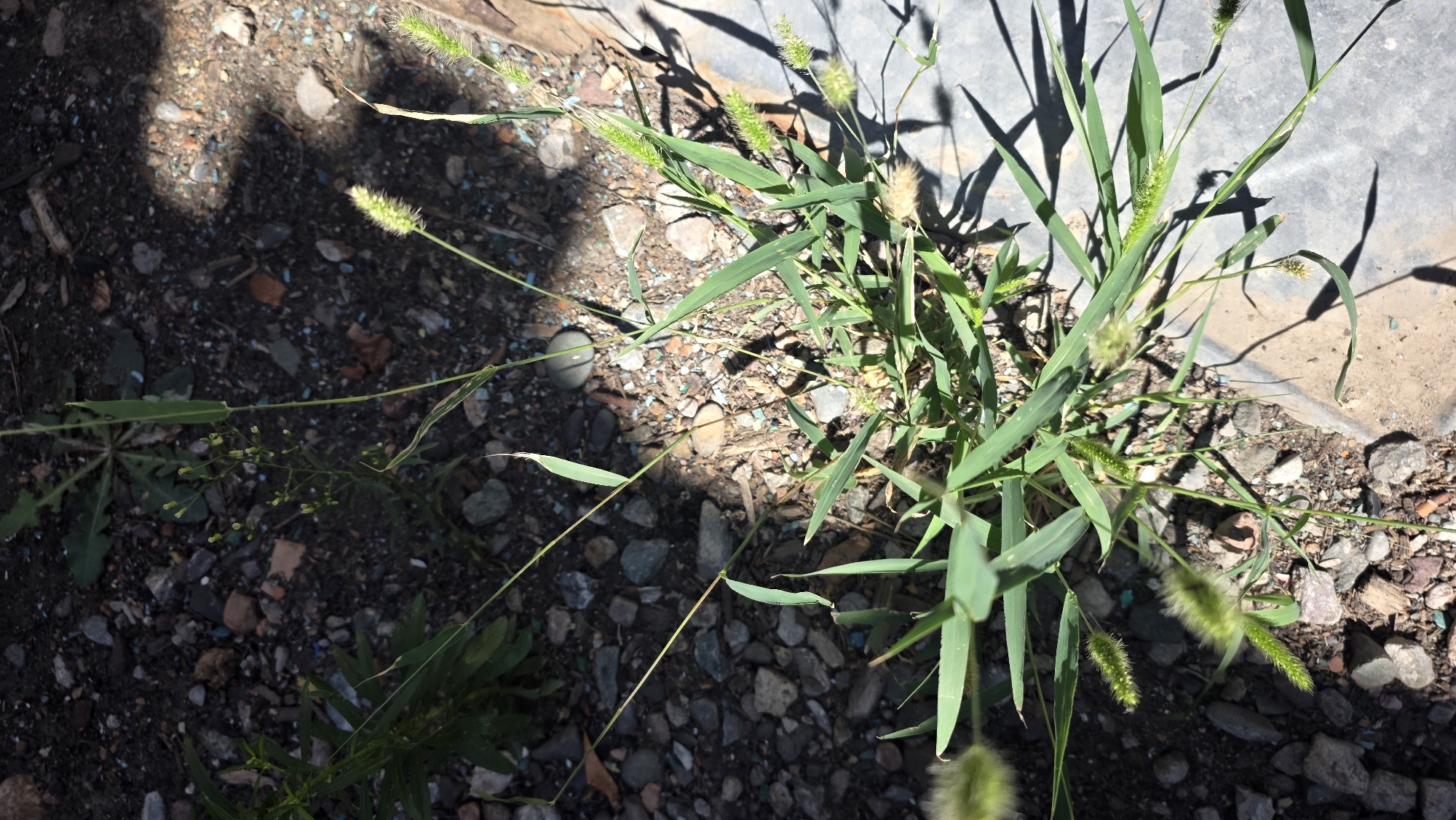 This is a high-angle, close-up, outdoor photograph of a patch of foxtail grass growing in the city of Tokmok, Kyrgyzstan. The grass is green and appears to be healthy. The foxtails are visible as green, bristly seed heads. The ground around the grass is a mixture of soil and small stones, with some pieces of debris. There is a concrete surface to the right of the grass patch, partially illuminated by sunlight which casts shadows. The scene is natural and appears to be undisturbed. There are no people or animals visible in the image.