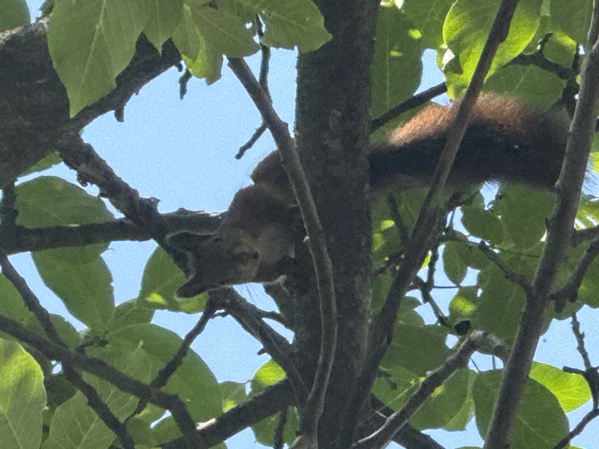 A squirrel is perched on a tree branch, surrounded by green leaves and a clear blue sky. The squirrel is facing the camera with its head tilted slightly. Its fur is a mix of brown and grey, and it has a bushy tail. The tree appears to be in an outdoor setting, possibly a park or a backyard. The image was taken in Zaporizhzhia, Ukraine.