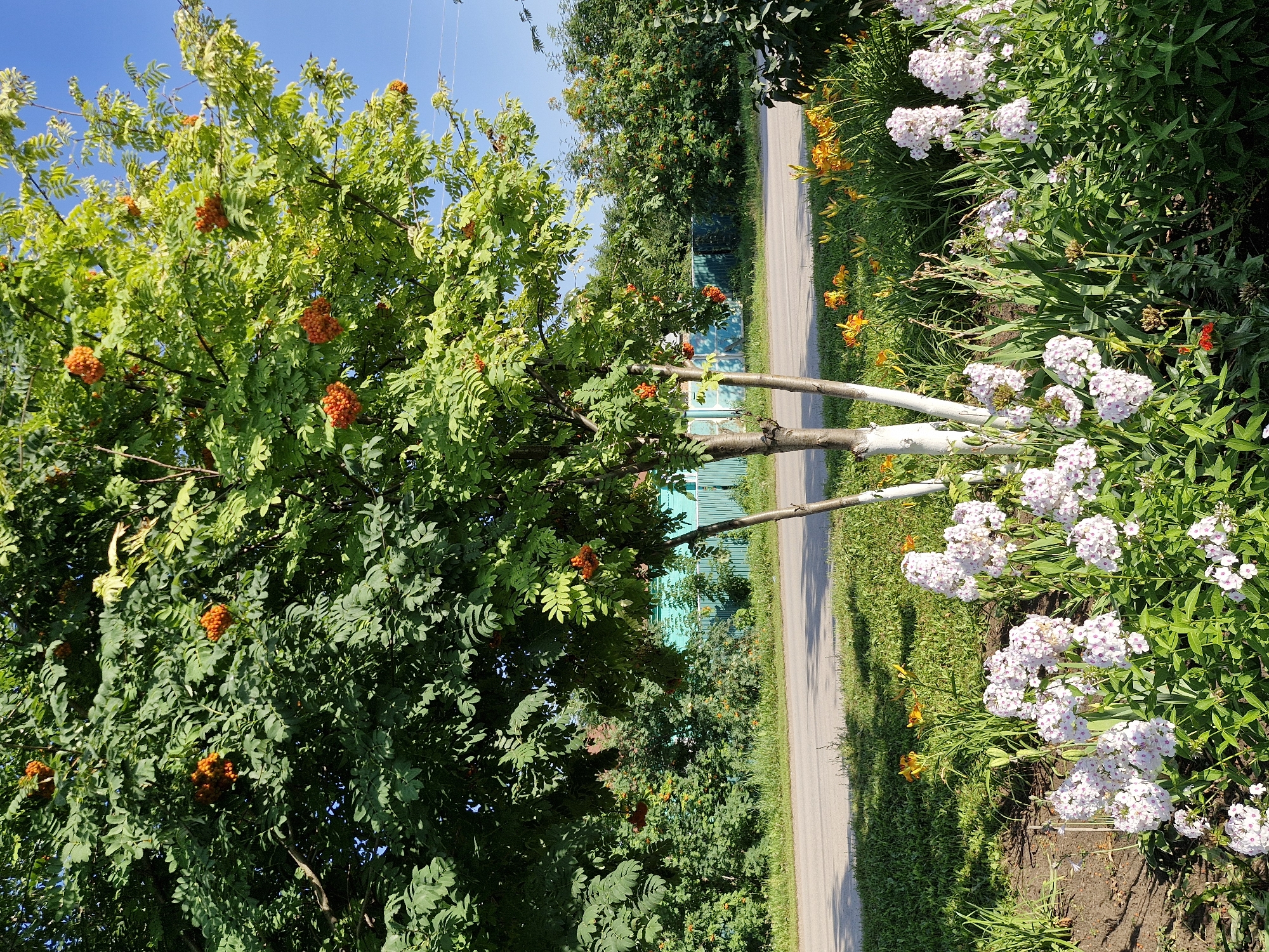 A rowan tree with clusters of red berries stands in the foreground, its white-painted lower trunk contrasting with its lush green foliage. In front of the tree, a bed of delicate white and pink phlox flowers blooms profusely, interspersed with taller green stalks. Behind the phlox, a patch of vibrant orange daylilies adds a splash of color. The scene is set against a backdrop of a rural road, a turquoise-green wooden fence, and dense green trees and bushes. The sky is a clear, bright blue. The image captures a picturesque view of nature in the village of Buzdyak, Russia, bathed in bright sunlight.