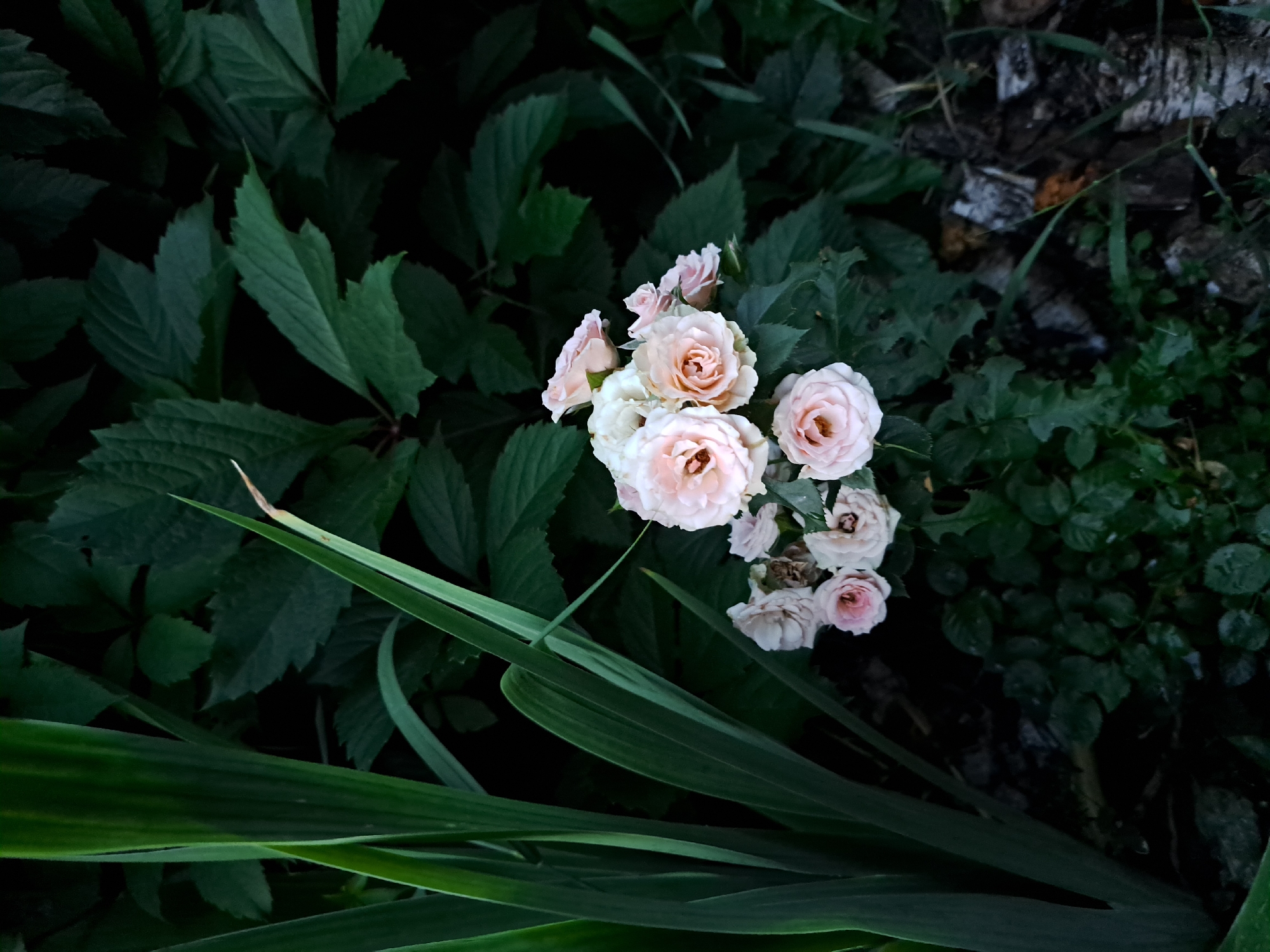 This is a close-up, outdoor photograph of a cluster of delicate, pale pink roses blooming in a garden. The roses are in various stages of bloom, with some fully open and others still in bud. They are set against a dark, leafy green background, likely foliage from surrounding plants. To the left of the roses, there are long, vertical green leaves, possibly from a type of iris or grass. The lighting suggests it may be early morning or late evening, casting a slightly muted and moody atmosphere. The image does not depict any people or specific urban features that would allow for definitive identification of its location within the city of Черницк, Russia, or any other city. The foreground shows a dark, earthy ground cover with some scattered twigs or bark.