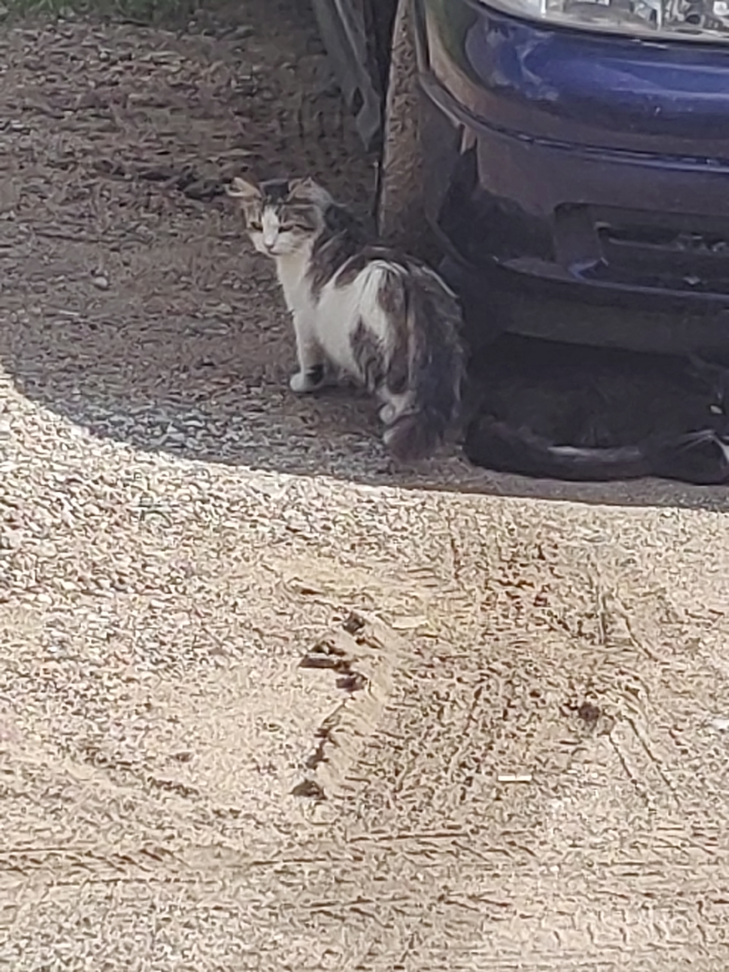 A medium shot captures a fluffy, long-haired cat with white and brown markings sitting on a gravel surface beside a dark blue vehicle. The cat is facing left, with its head turned towards the viewer. Its right ear is partially folded back. To the right of the white and brown cat, another cat, predominantly black, is curled up and resting. The ground is covered in small stones and pebbles, with some debris and tire tracks visible. The scene appears to be outdoors, possibly in a residential area or parking lot, with no specific landmarks indicating the city of Hrodna, Belarus, visible in the frame.