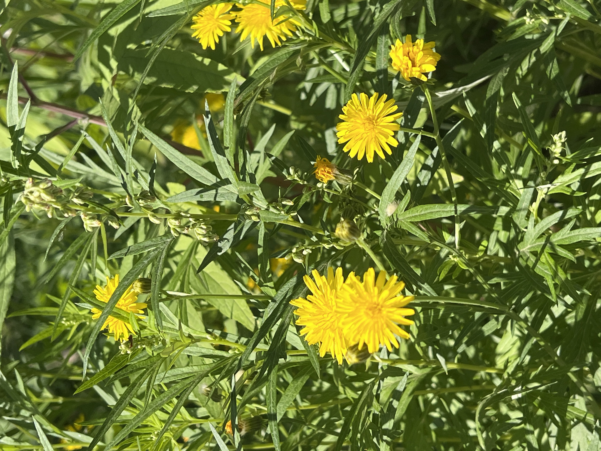 The image displays a close-up view of a cluster of bright yellow flowers interspersed with lush green foliage. The flowers are small and daisy-like with many thin petals. Some of the flowers are in full bloom, while others appear to be buds or partially opened. The background is dominated by various shades of green, suggesting a natural, outdoor environment. Sunlight filters through the leaves, creating dappled shadows and highlighting the vibrant yellow of the flowers. The scene is tranquil and natural, evoking a sense of a summer garden or wild meadow. The location is specified as Paratunka, Russia, indicating a specific geographical context for this natural setting. There are no people or animals visible in the image.