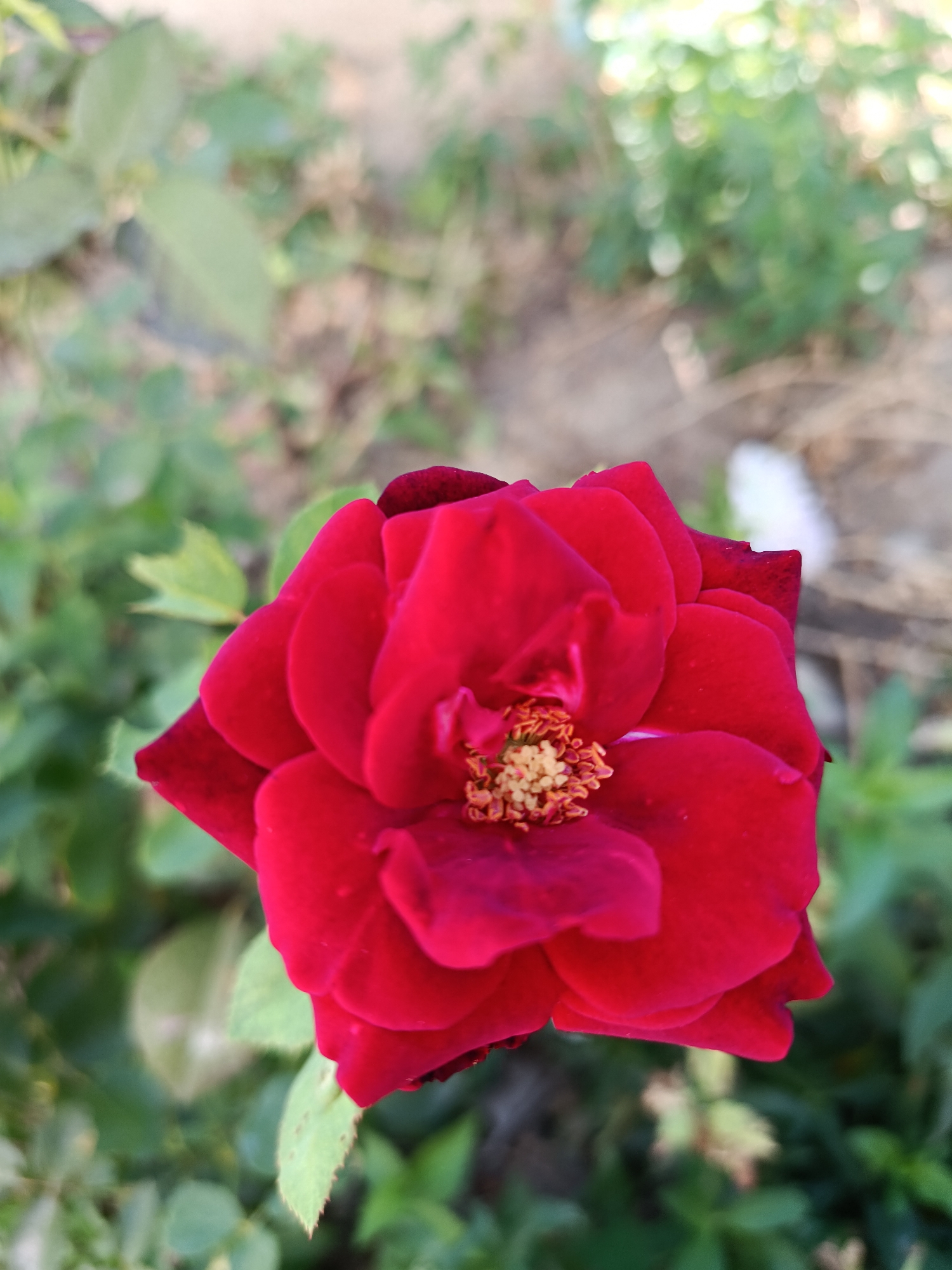 A close-up, top-down shot focuses on a vibrant red rose in full bloom. The rose is positioned slightly off-center to the right. Its petals are deep red with darker, almost black edges. The center of the rose reveals yellow stamens with orange-red tips. The background is softly blurred, showing green foliage, some dirt, and hints of other plants and possibly a white object. The lighting suggests an outdoor setting, likely during the day, with soft shadows. The image does not depict any specific location within the city of Койлык, Kazakhstan, but rather a general natural setting.
