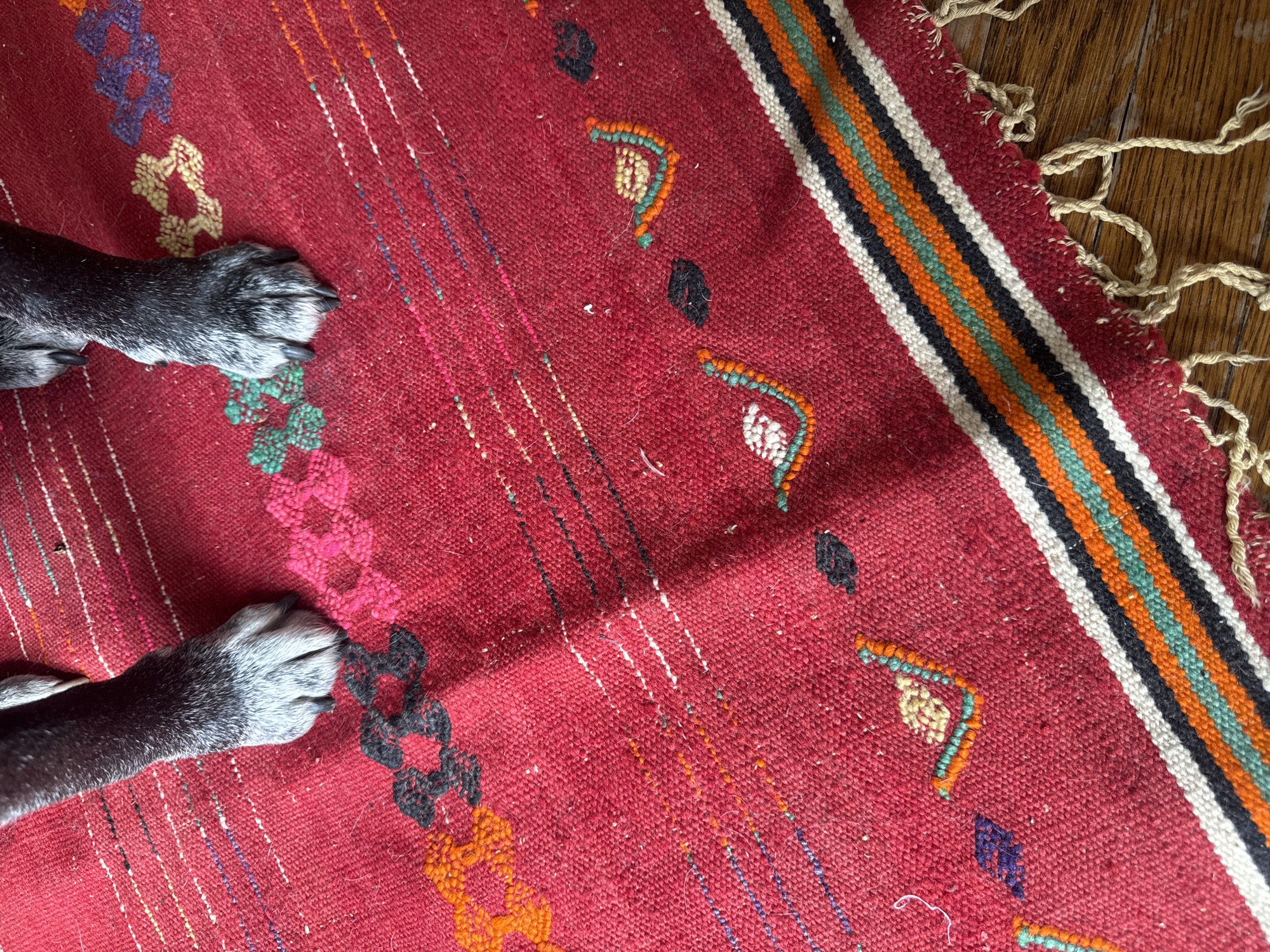 A top-down shot shows a textured red rug with geometric patterns and striped edges, overlaid on wooden flooring. The bottom left corner reveals the two front paws of a dog, with dark fur transitioning to gray on the paws themselves, claws visible. The rug features colorful embroidered patterns and borders, with striped edges of white, black, orange, and green.