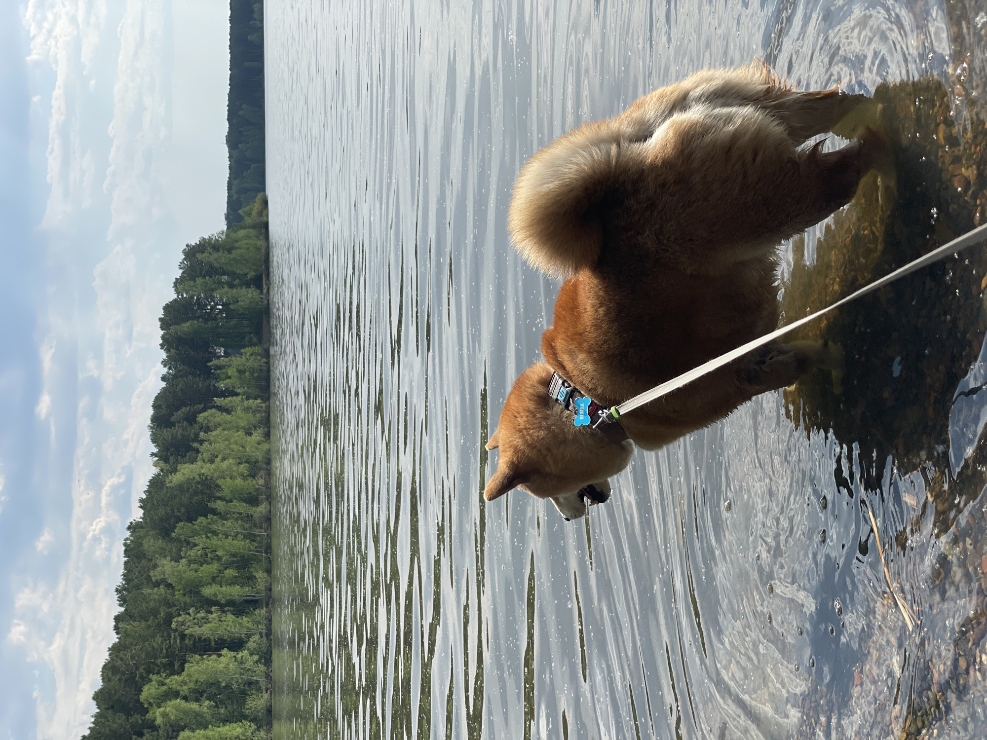 A Shiba Inu dog stands in a body of water, possibly a lake, with its head lowered towards the surface. The dog is on a leash. A forest lines the far shore of the water. The sky is overcast. The photograph was likely taken in Zheleznogorsk, Russia.