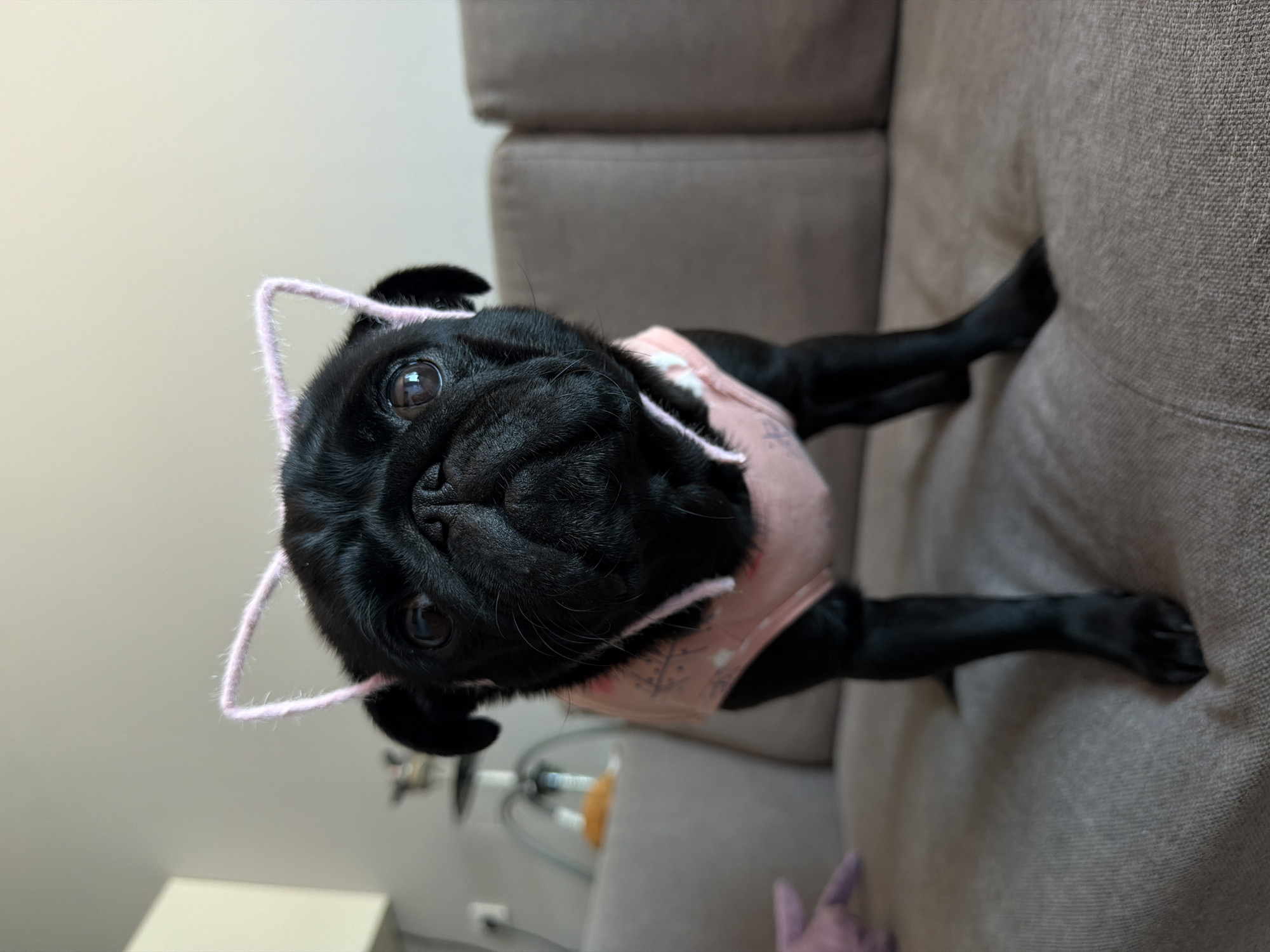 A black pug wearing a pink, star-patterned shirt and a pink fuzzy headband shaped like cat ears stands on a beige couch. The pug is looking directly at the camera with its head tilted slightly. Its eyes are large and dark, and its snout is wrinkled. The couch appears to be in a living room, with a blurry background that includes a light-colored wall and a floor lamp. The image is taken from a low angle, emphasizing the pug's presence. There is no indication of the city of Sirius, Russia, in the image or its context.